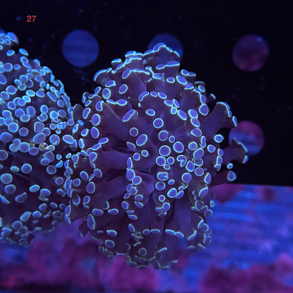 Blue Metallic Kingspawn