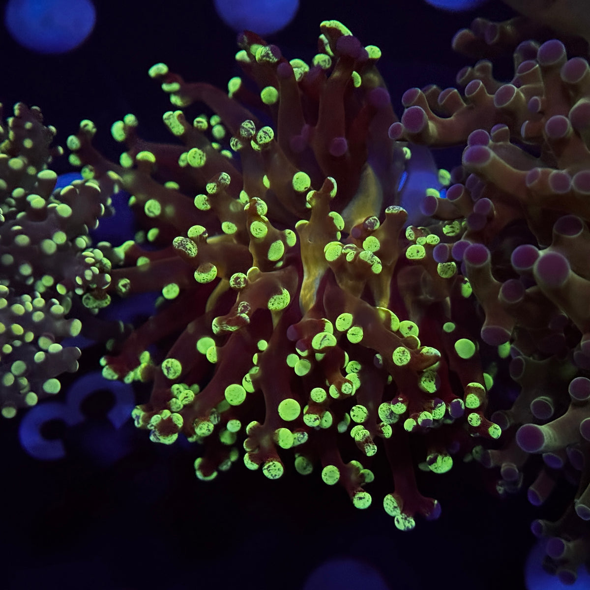 Ultra Green Splatter Frogspawn