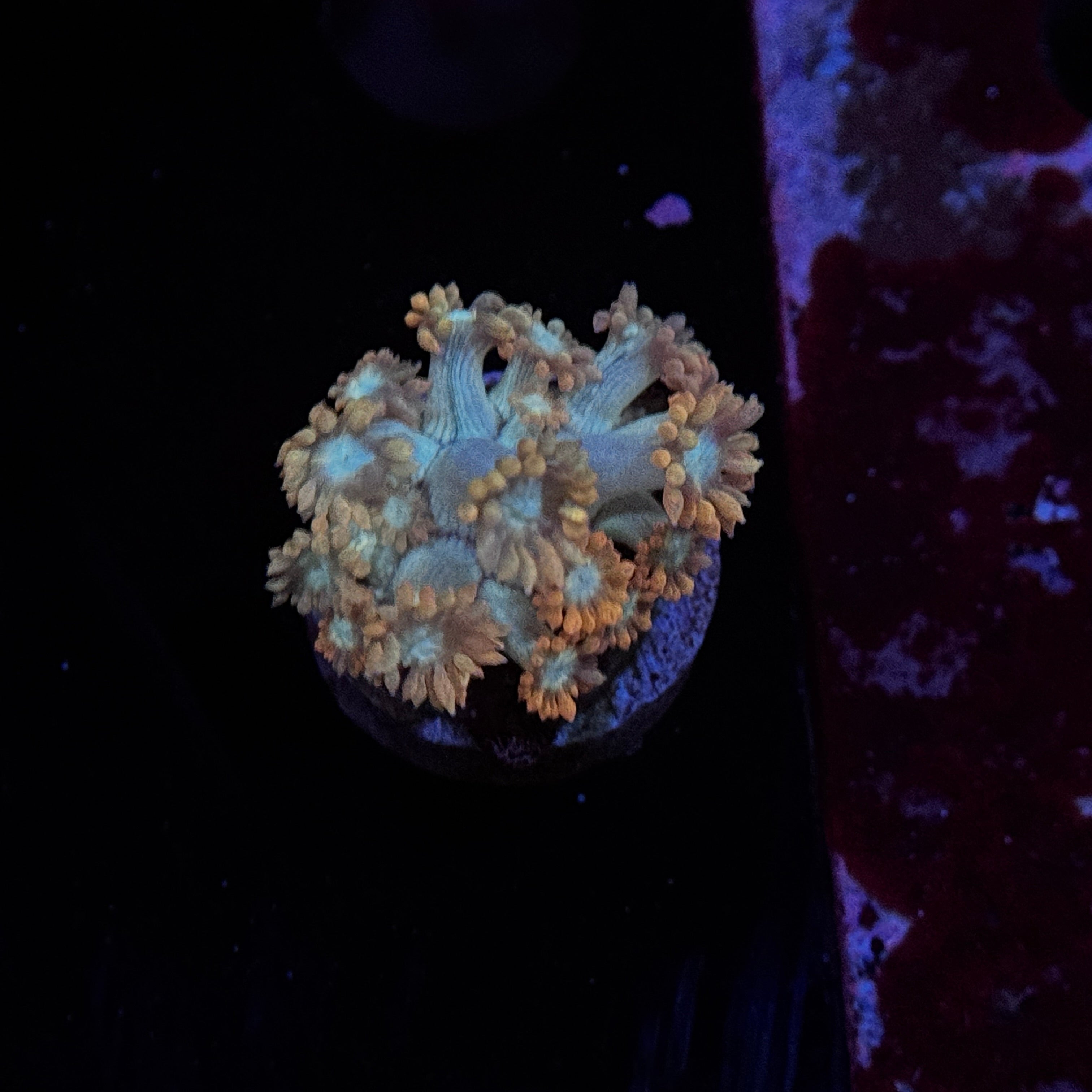 Valentine Goniopora