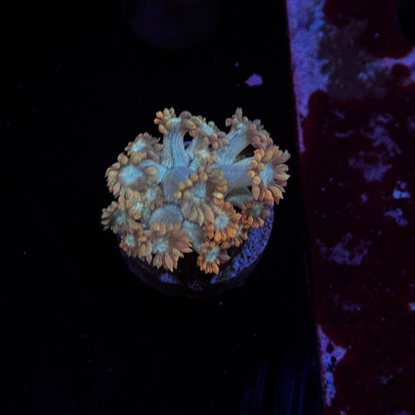 Valentine Goniopora
