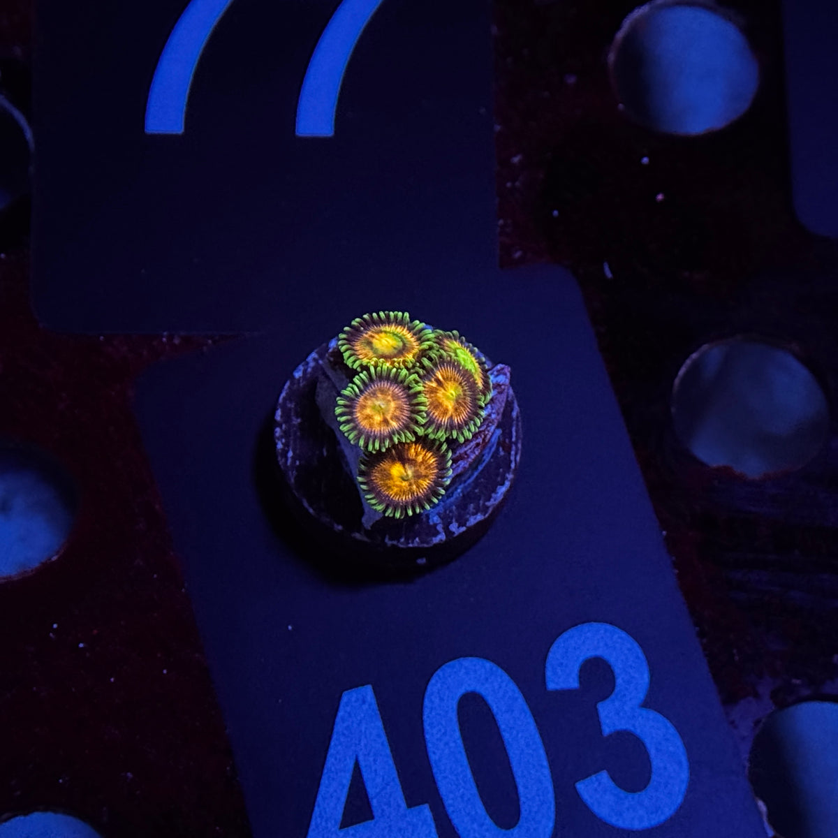 Zoanthids