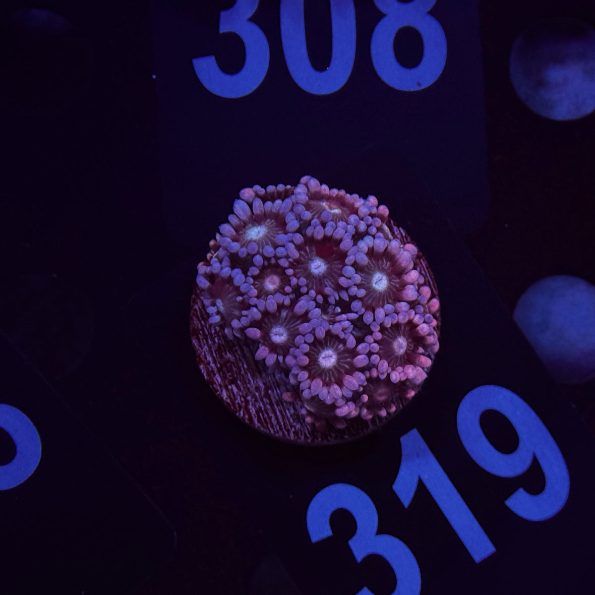 Lilac Daisy Goniopora