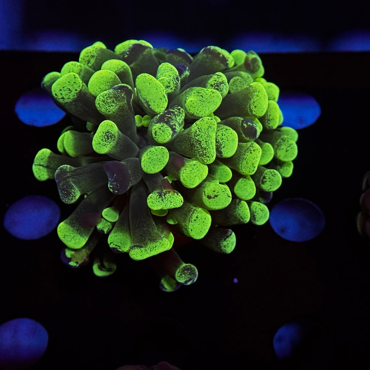 Neon Green Splatter Hammer