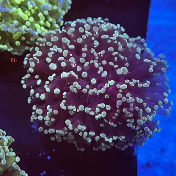 Sapphire Kingspawn
