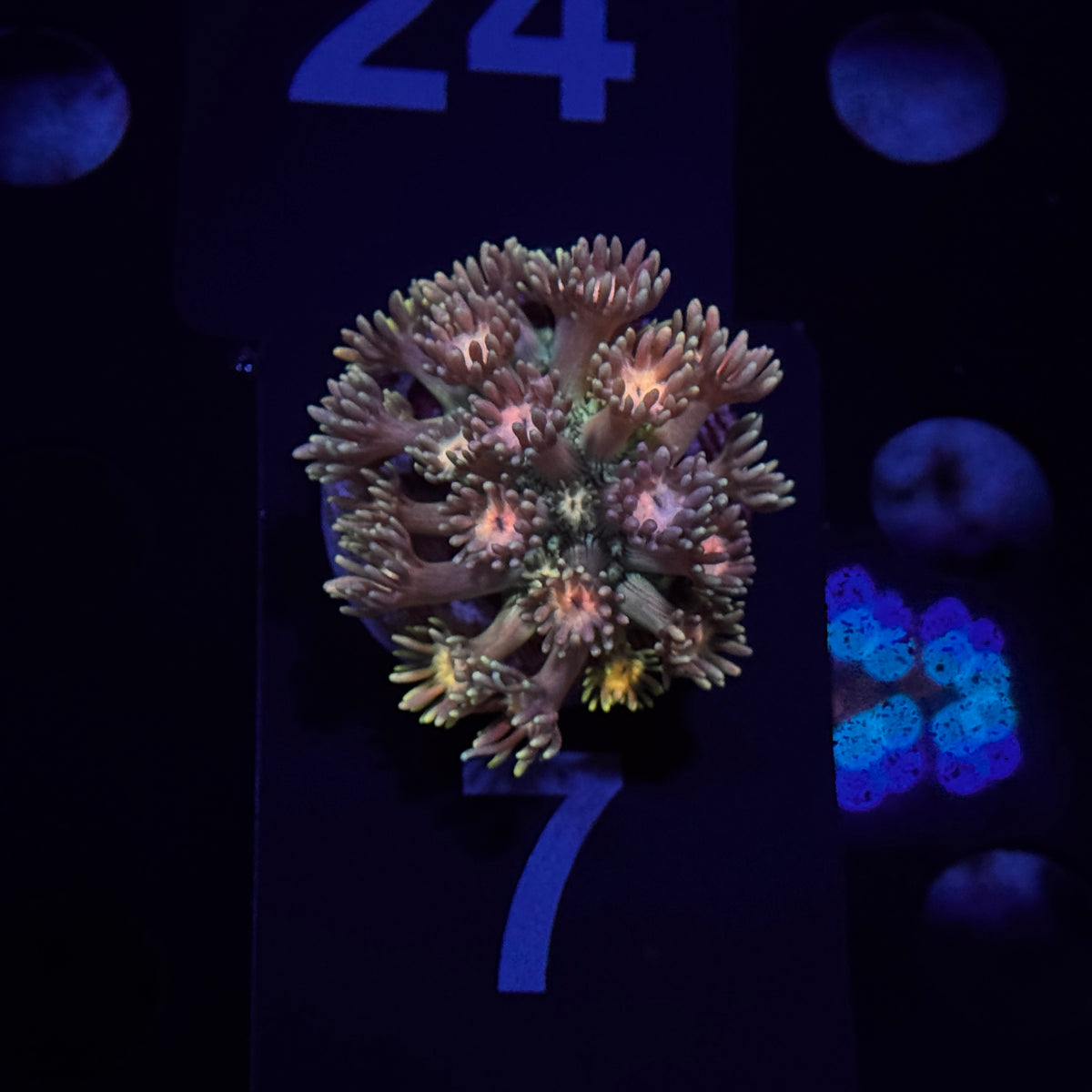 Rainbow Goniopora