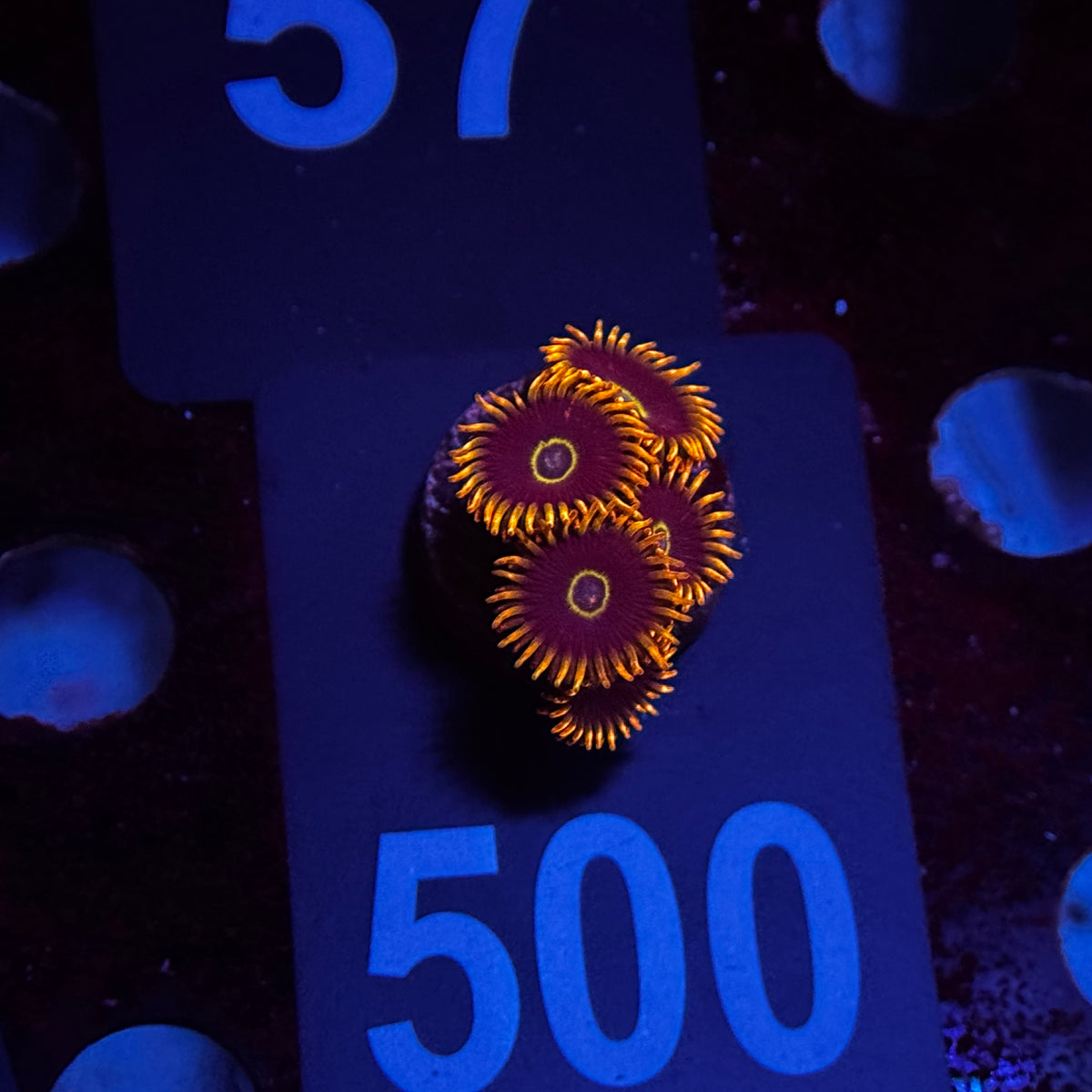 Zoanthids