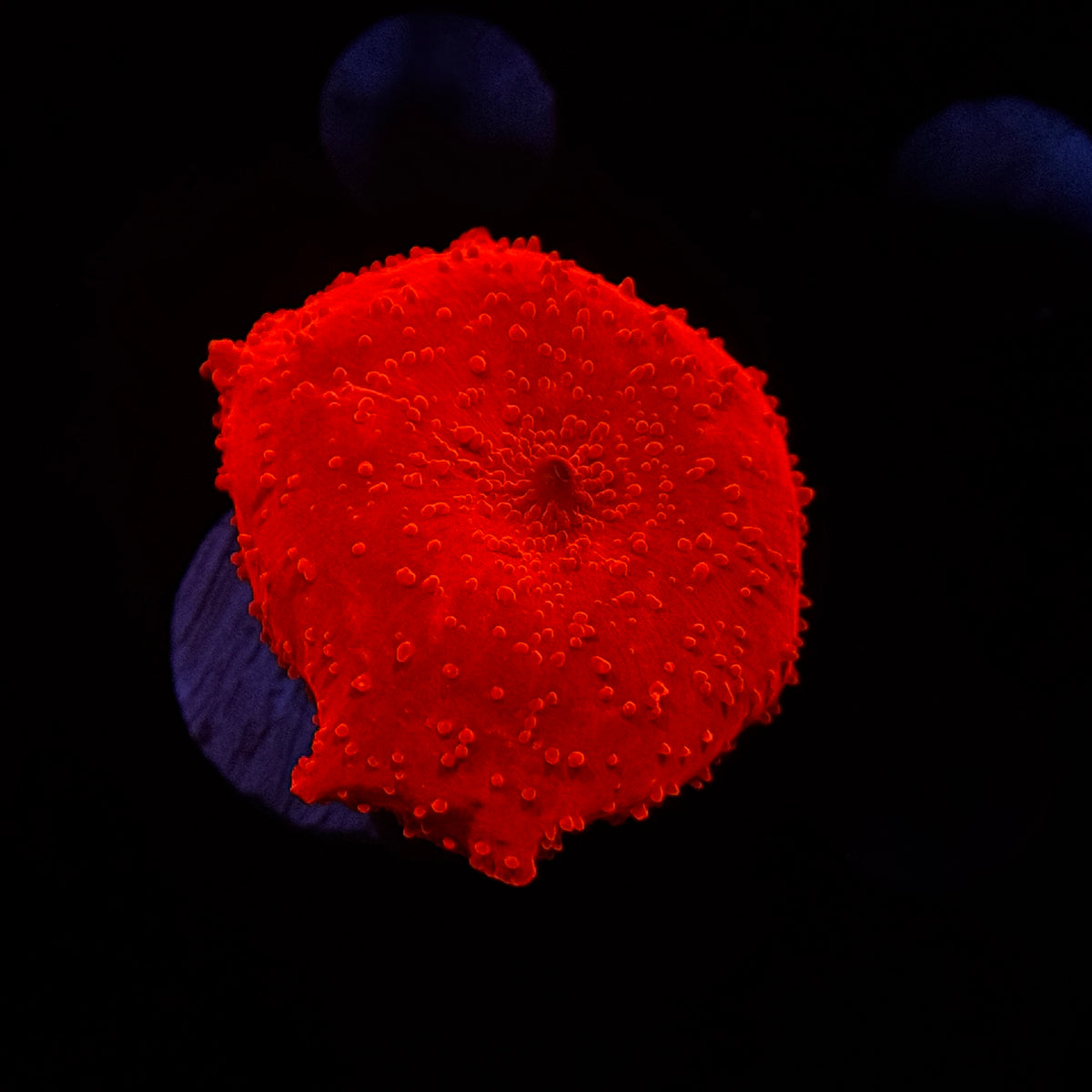 Neon Orange Discosoma Mushroom