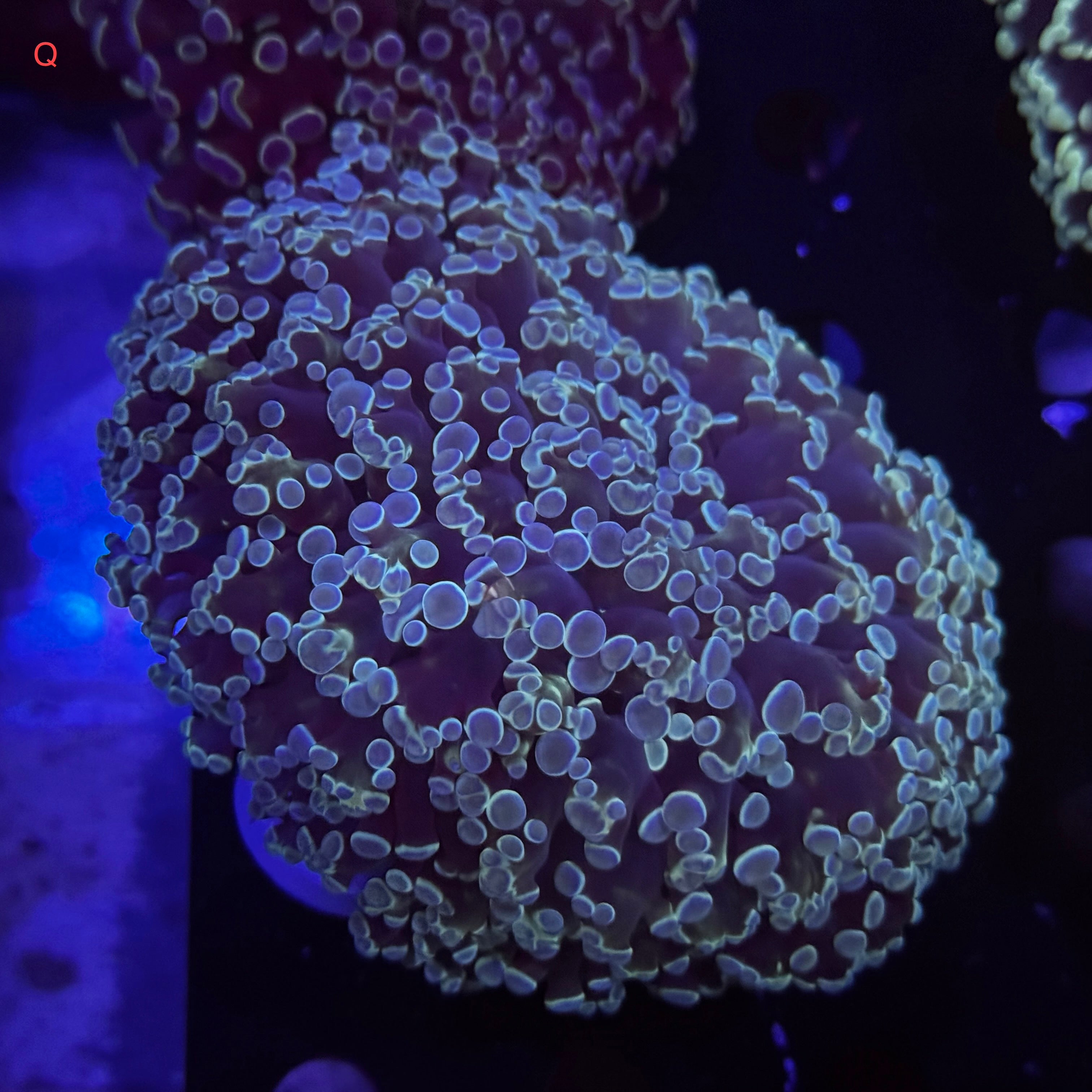 Metallic Sky Blue Kingspawn