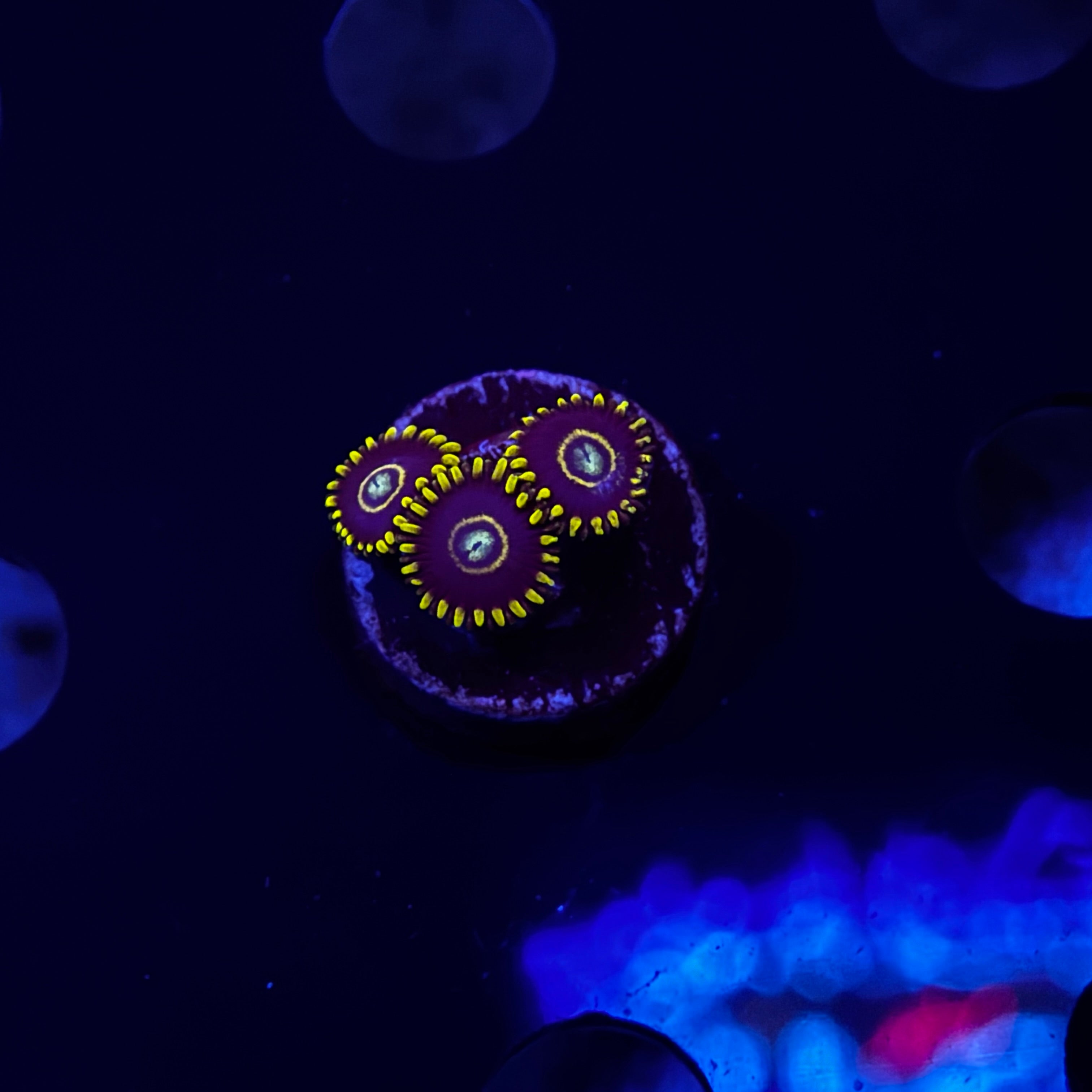 Purple Hornet Zoanthids