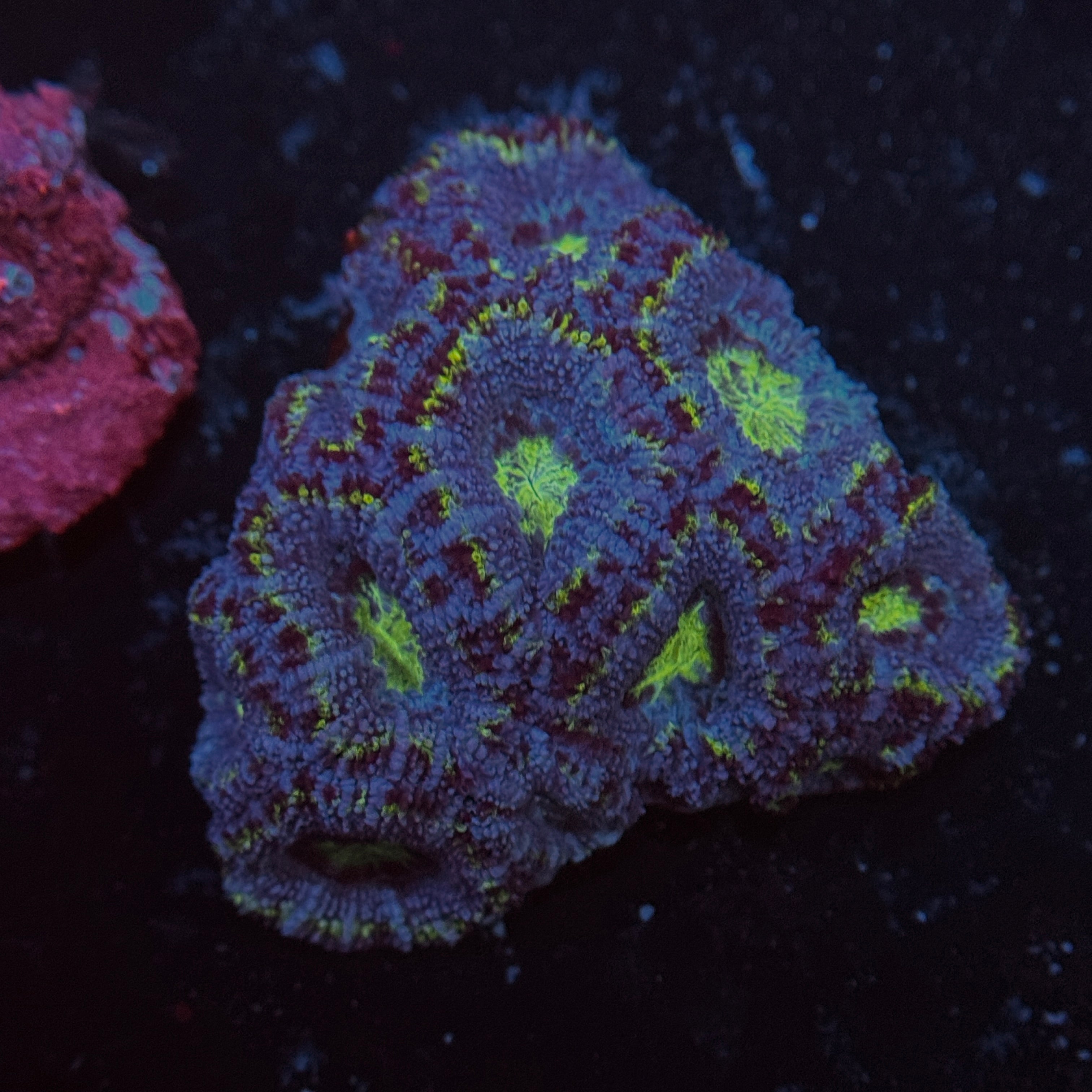 Blue Acan Lord