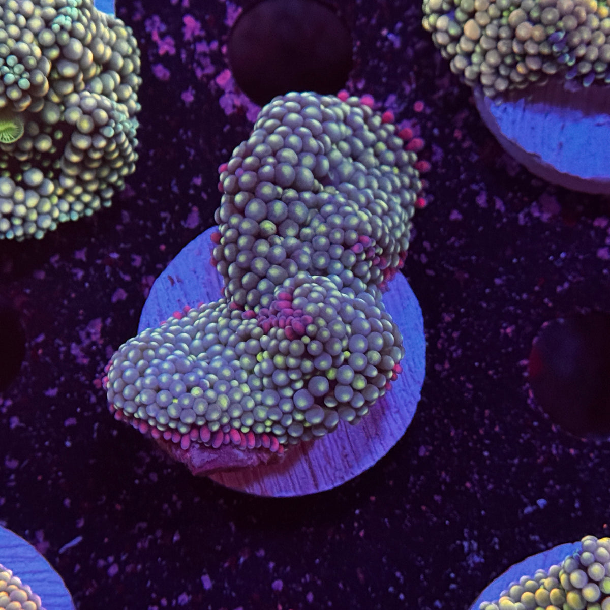 Rainbow Ricordea Mushroom