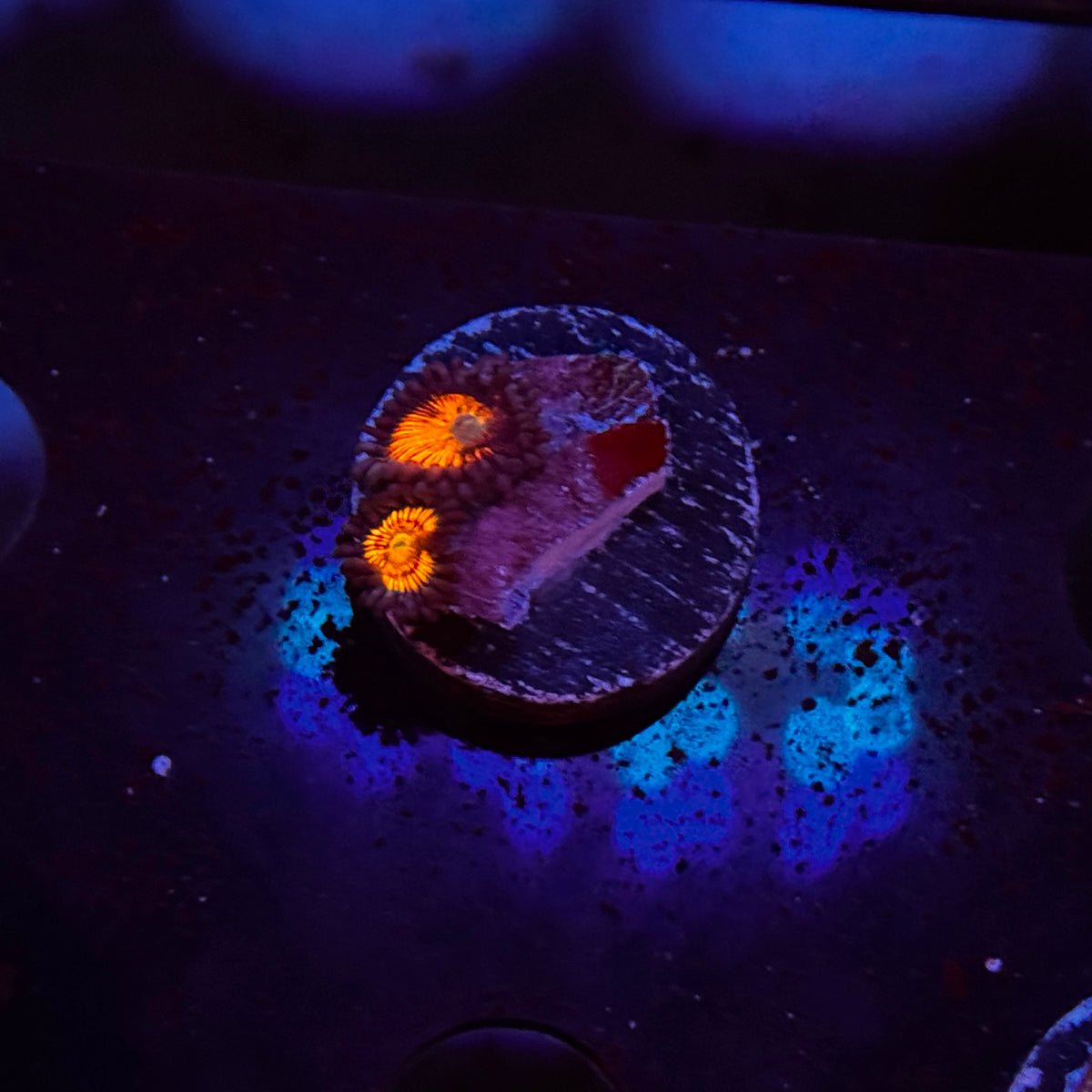 Zoanthids