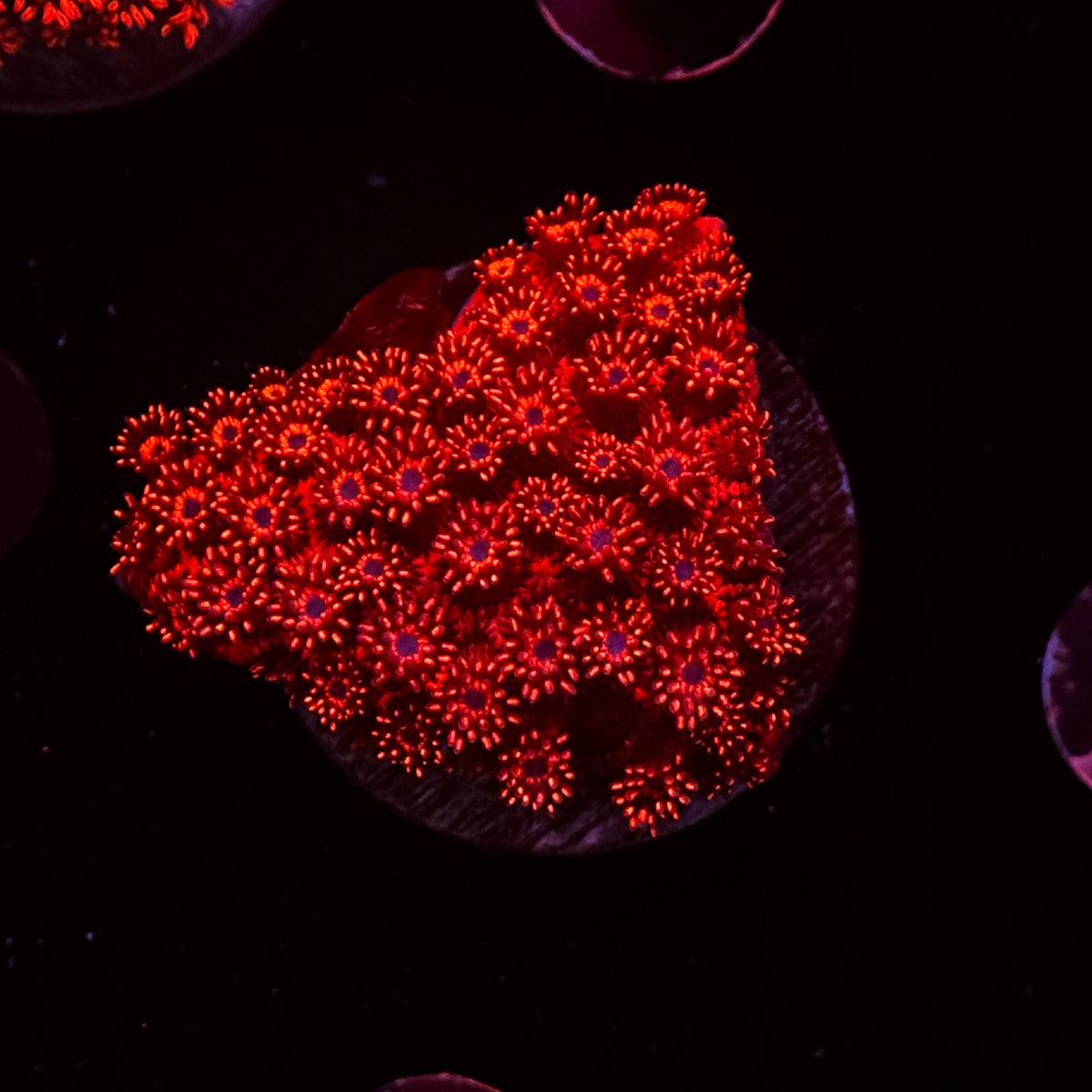 Red Goniopora