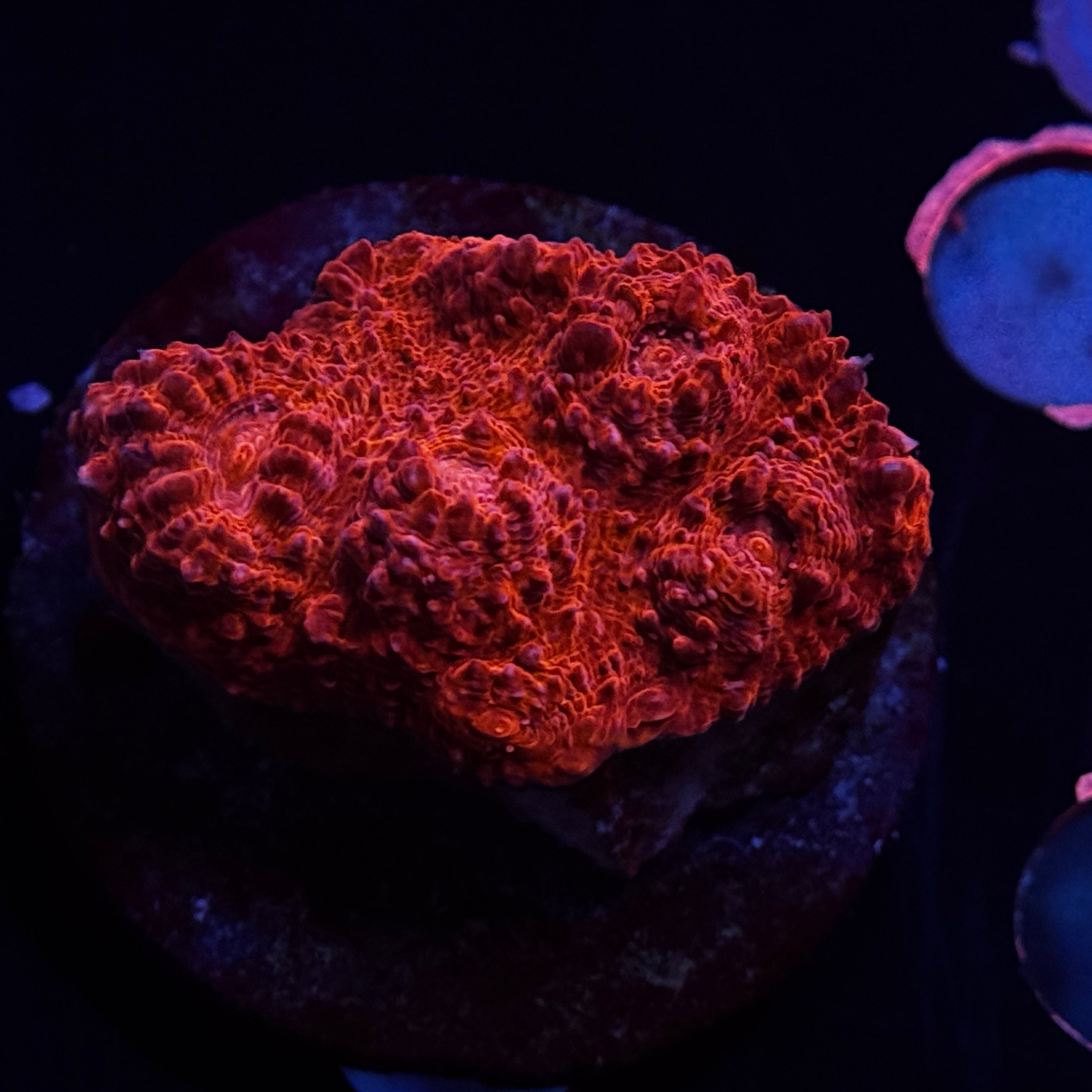 Red Chalice
