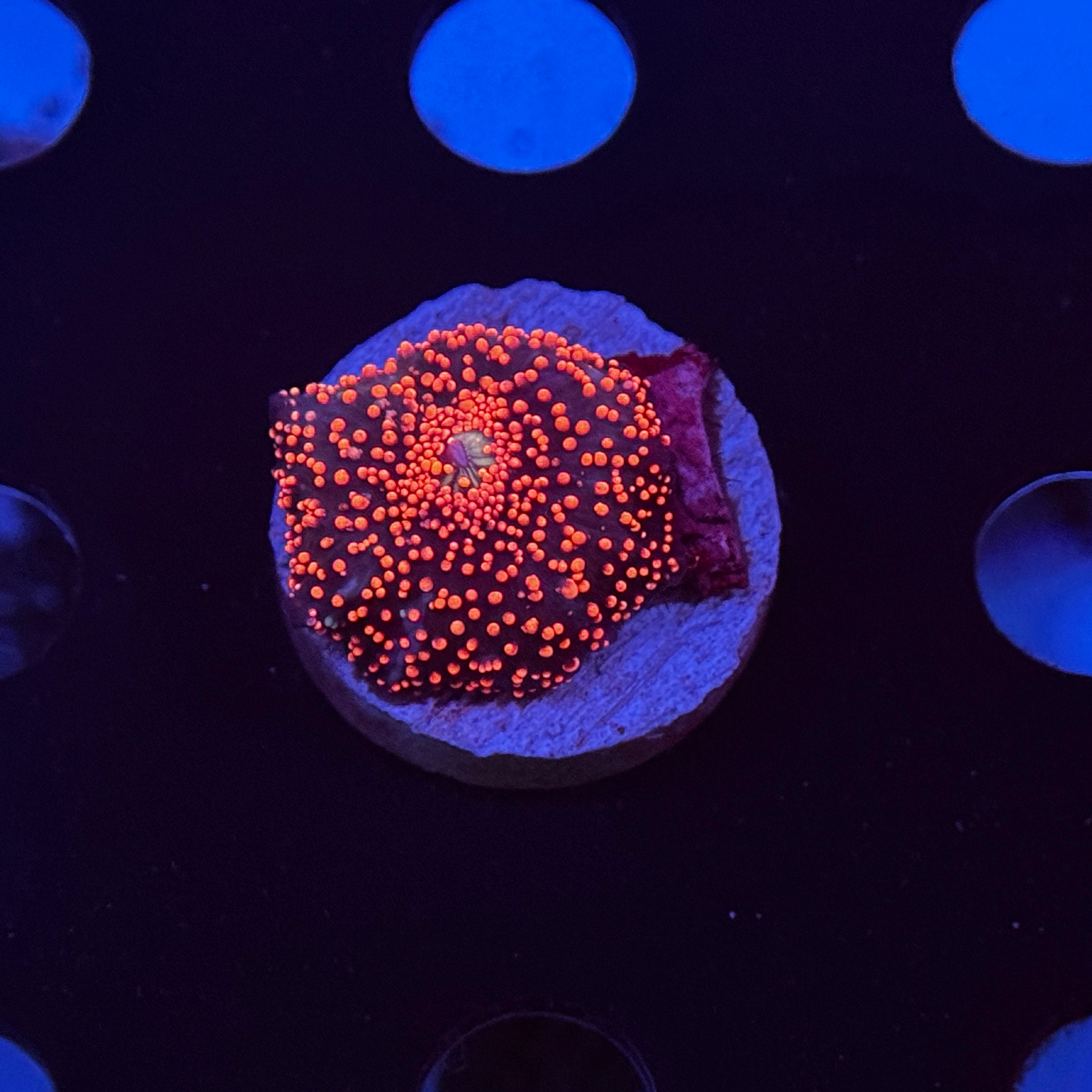 Pink Interstellar Mushroom