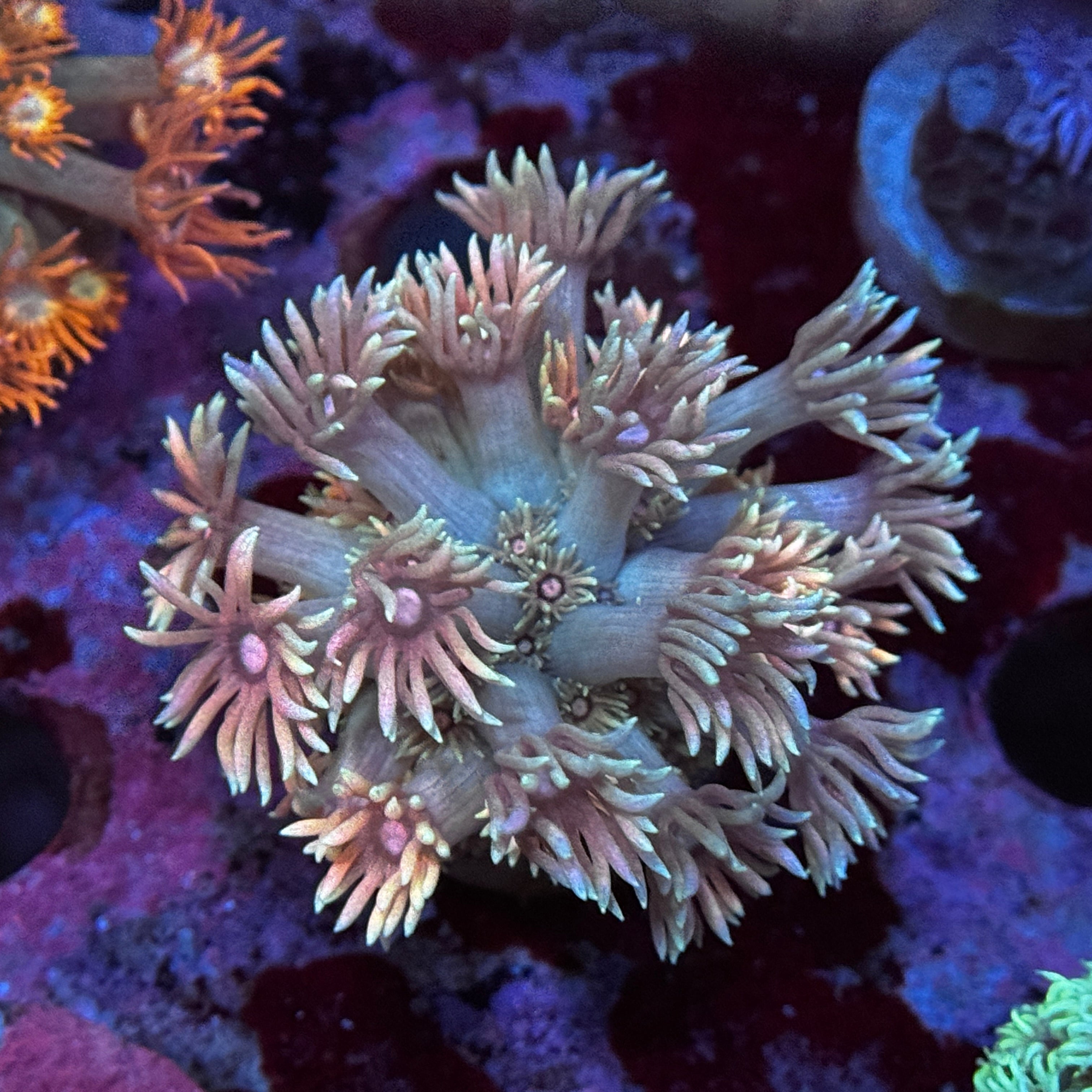 Peachy Keen Goniopora