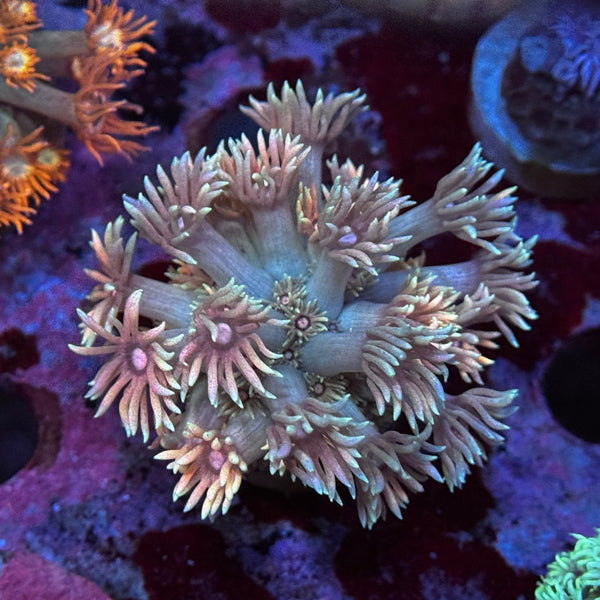 Peachy Keen Goniopora
