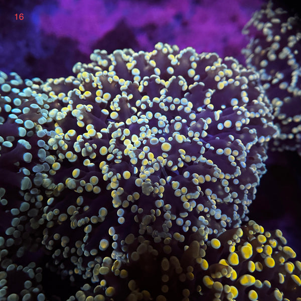 Golden Kingspawn