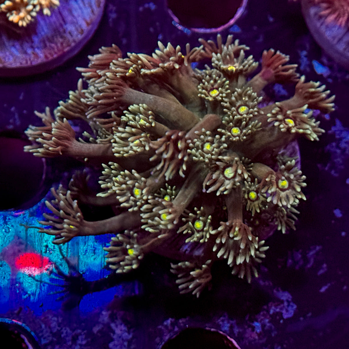 Rainbow Goniopora