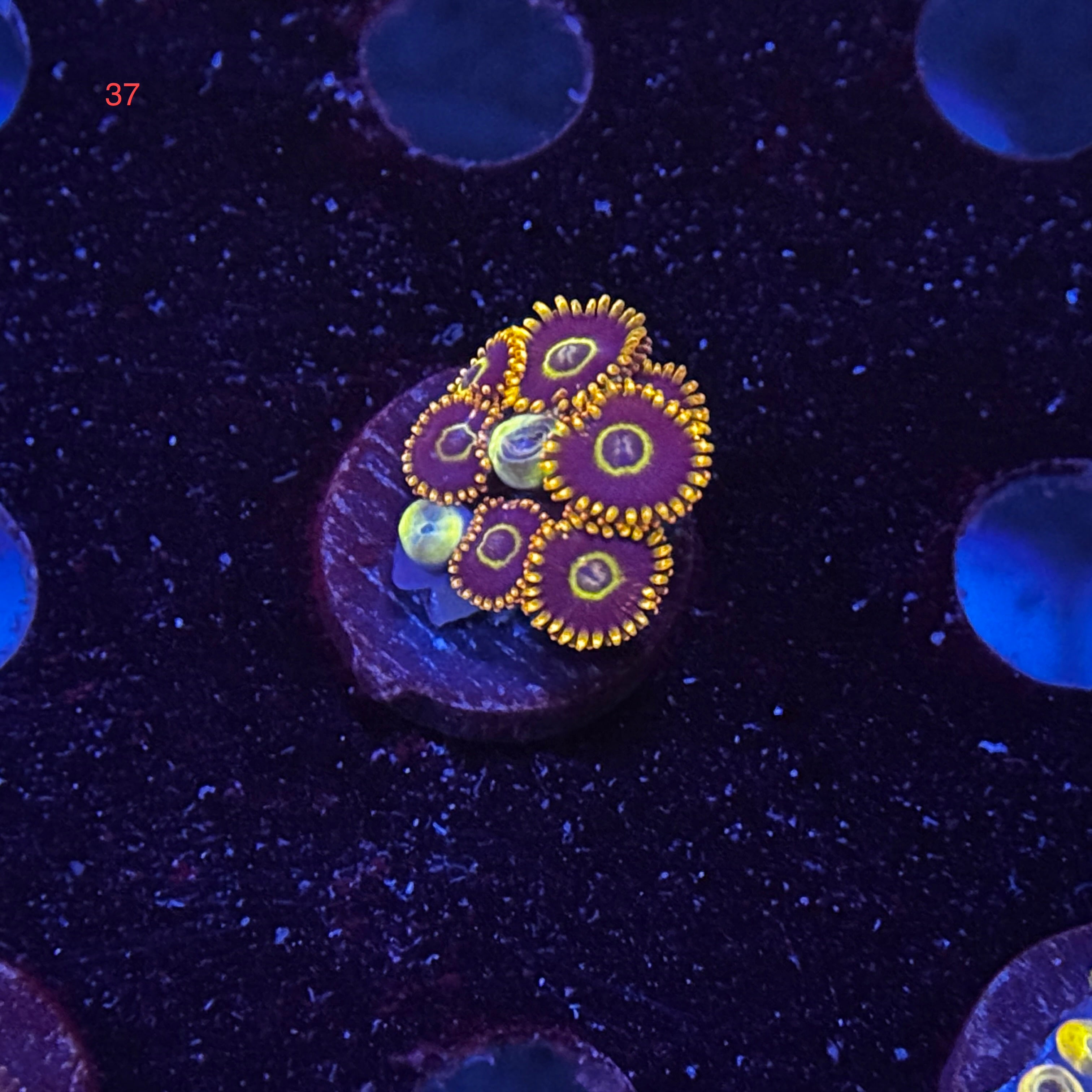 Zoanthids