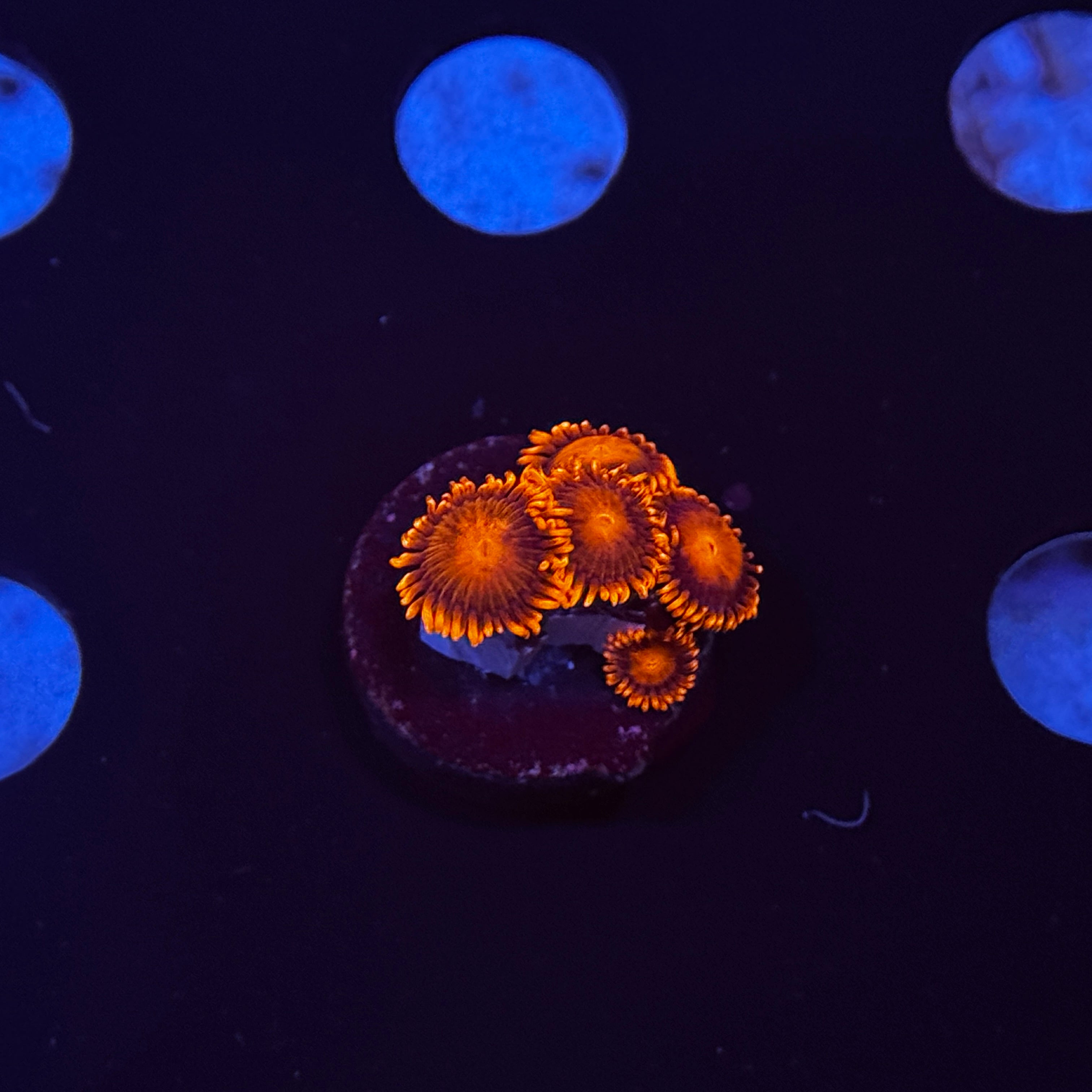 Bam Bam Zoanthids