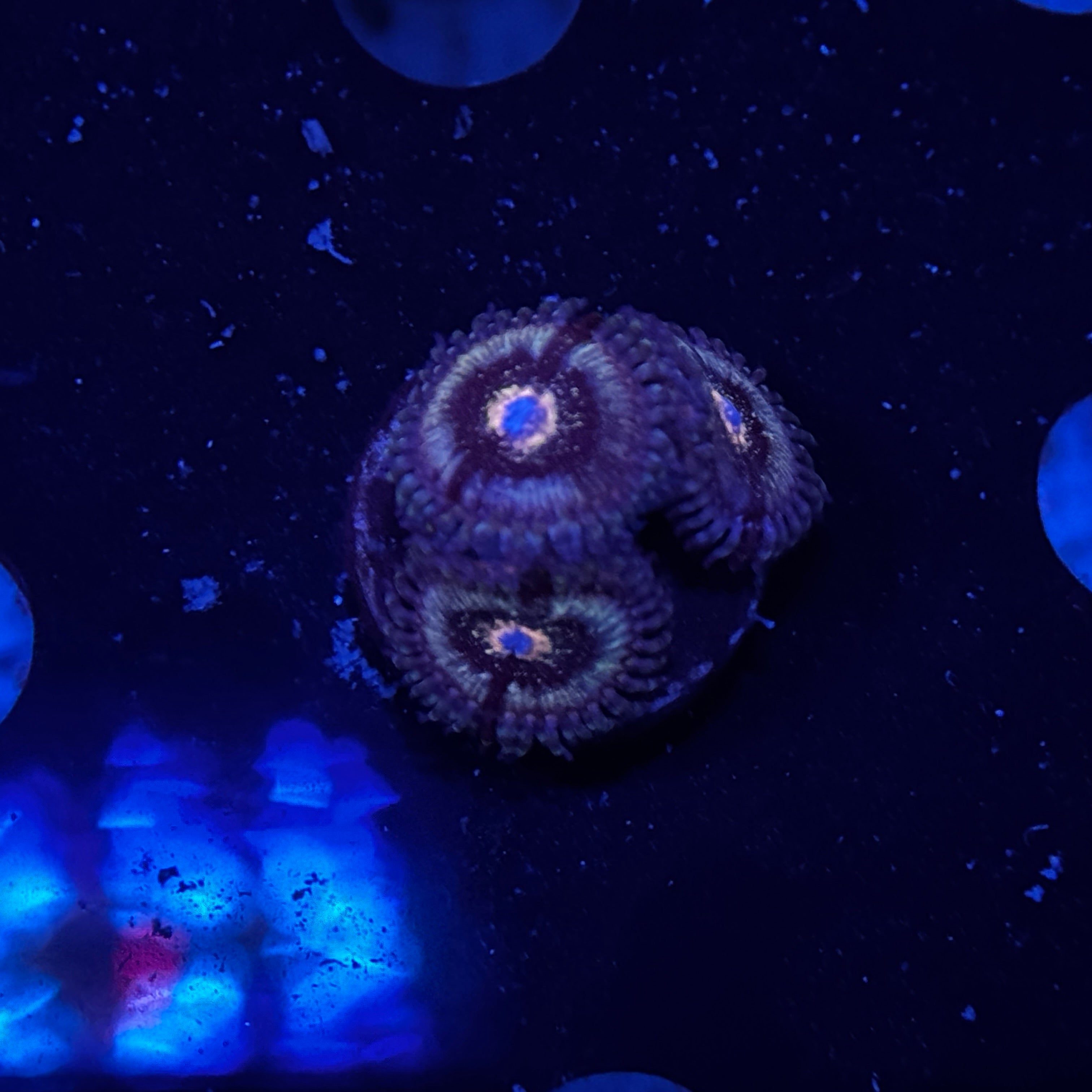 Pink Lagoon Zoanthids