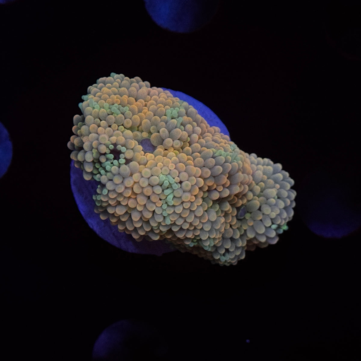 Rainbow Ricordea Mushroom