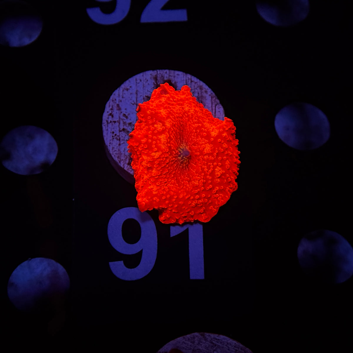 Neon Orange Discosoma Mushroom