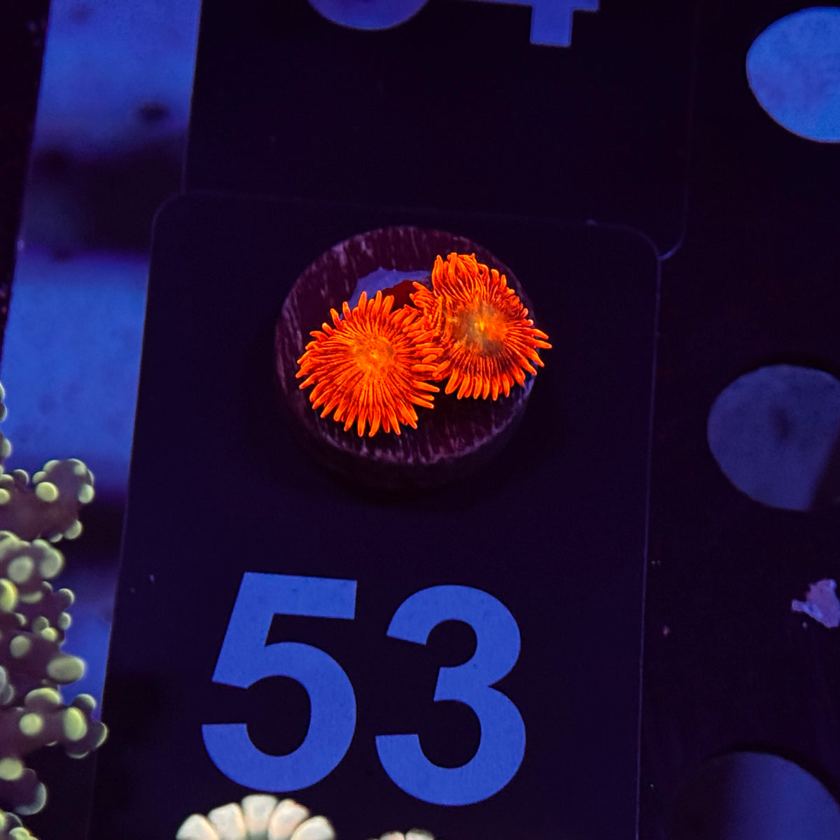 Mandarin Orange Zoanthids