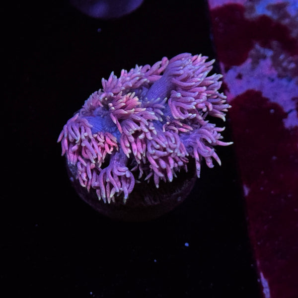 Cloud Burst Goniopora