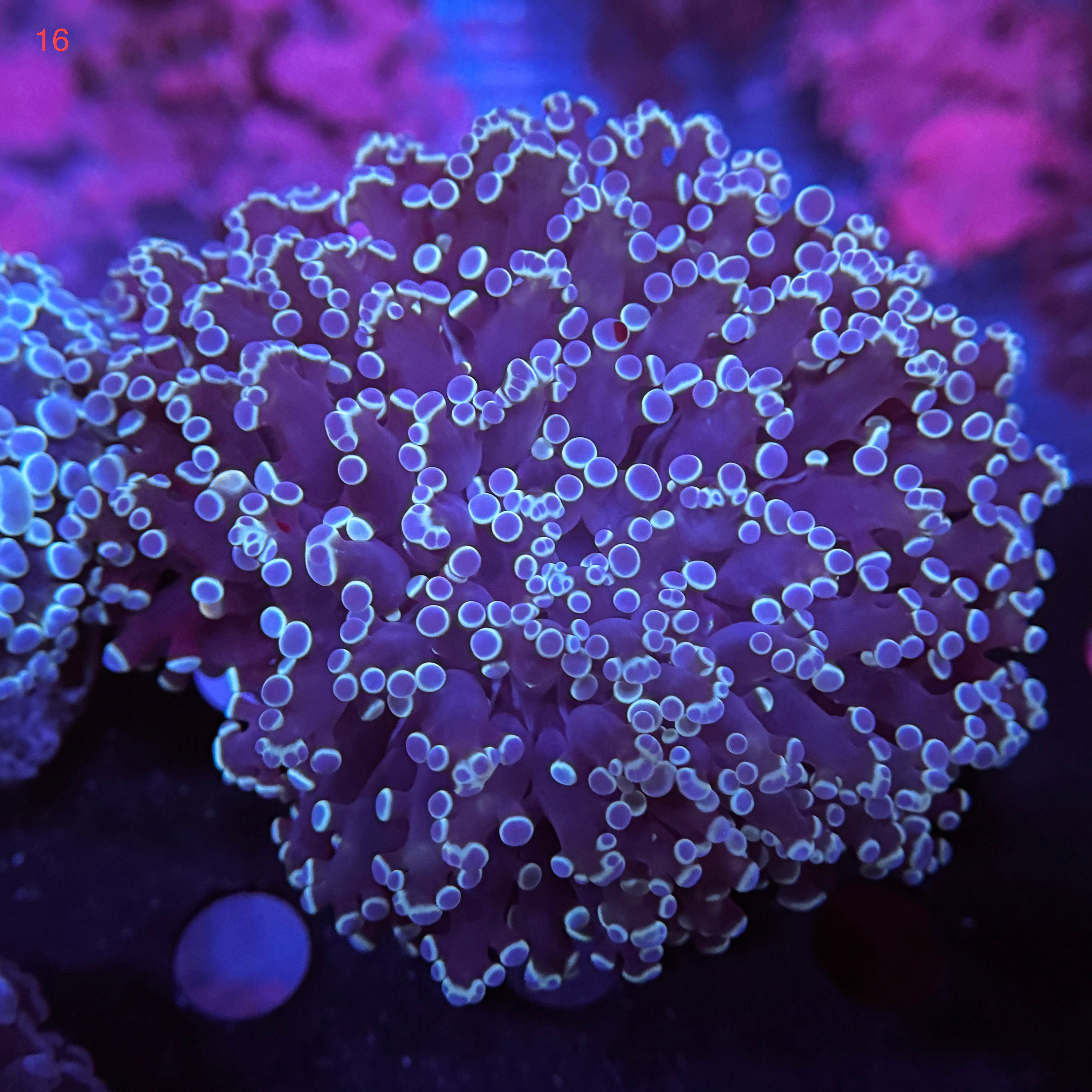 Metallic Blue Kingspawn