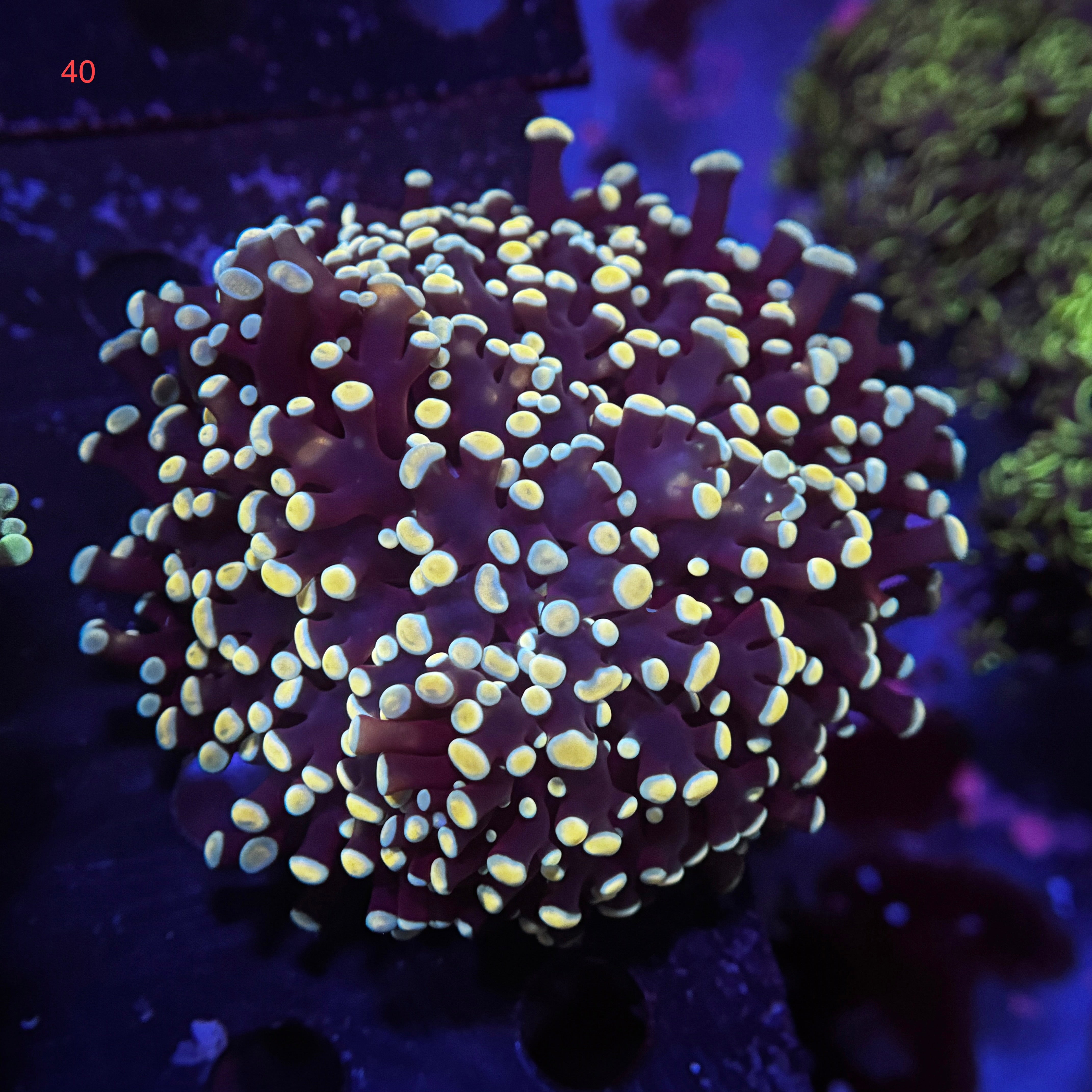 Australian Kingspawn <br> (Show Piece) 👑