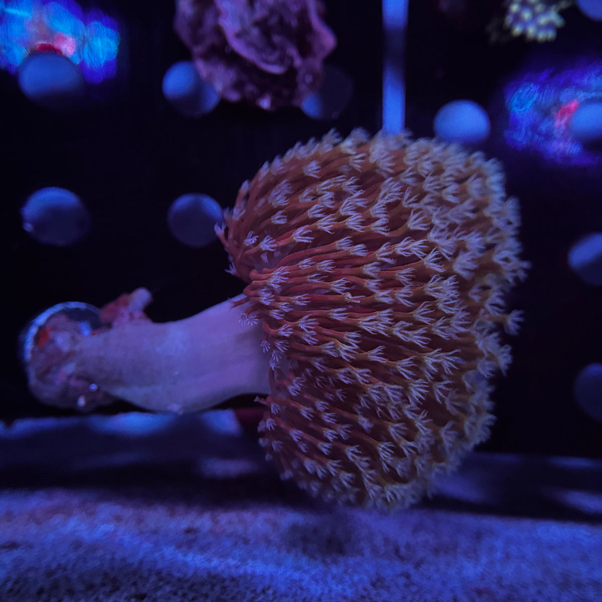 Aussie Discoball Toadstool Leather