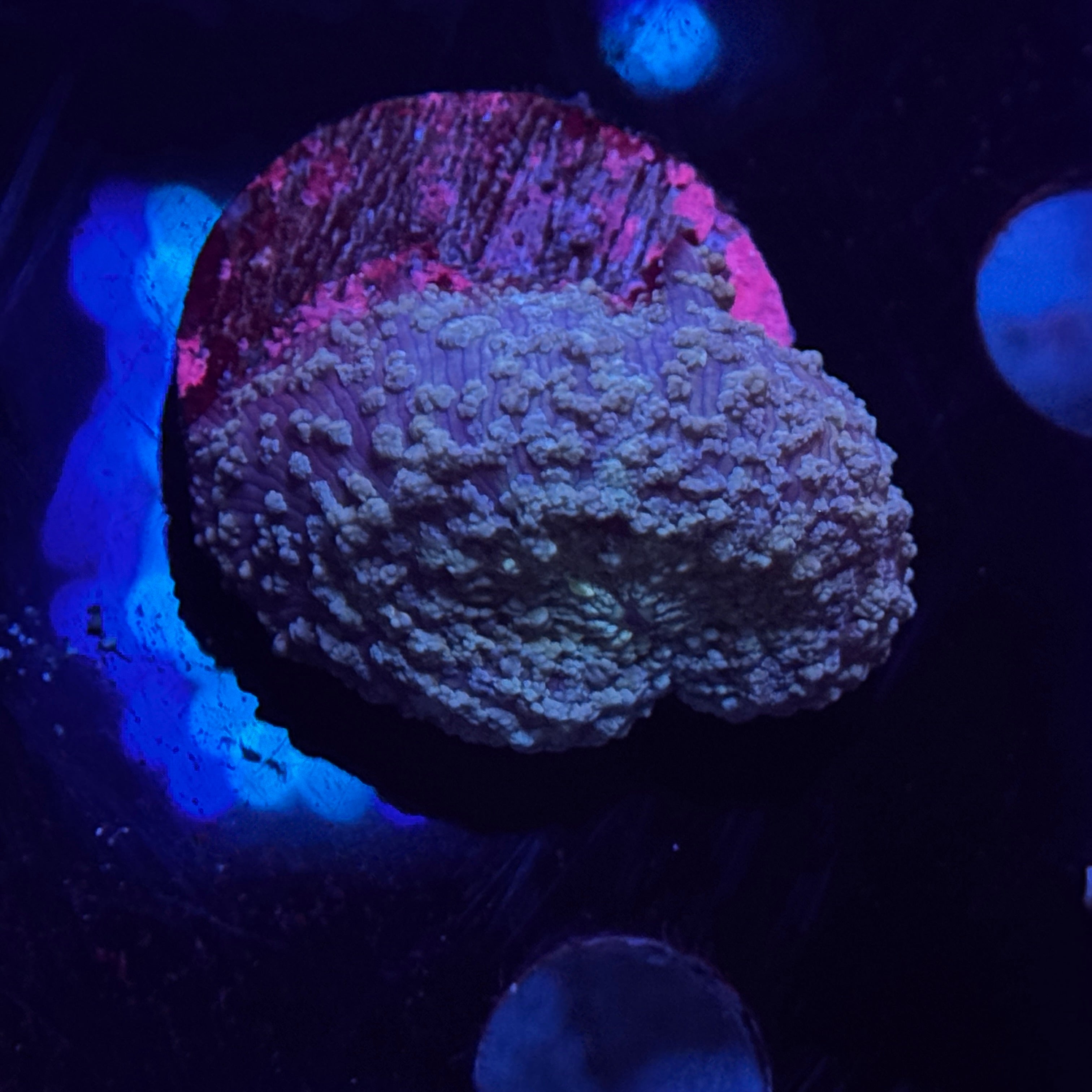 Blue Speckled Mushroom