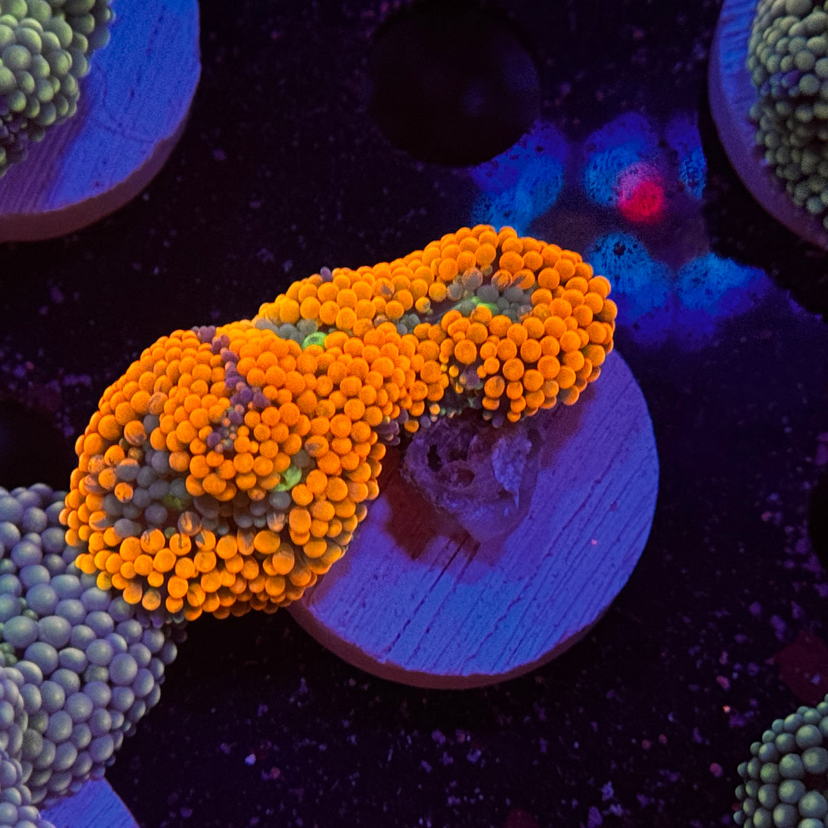 Ultra Orange Ricordea Mushroom