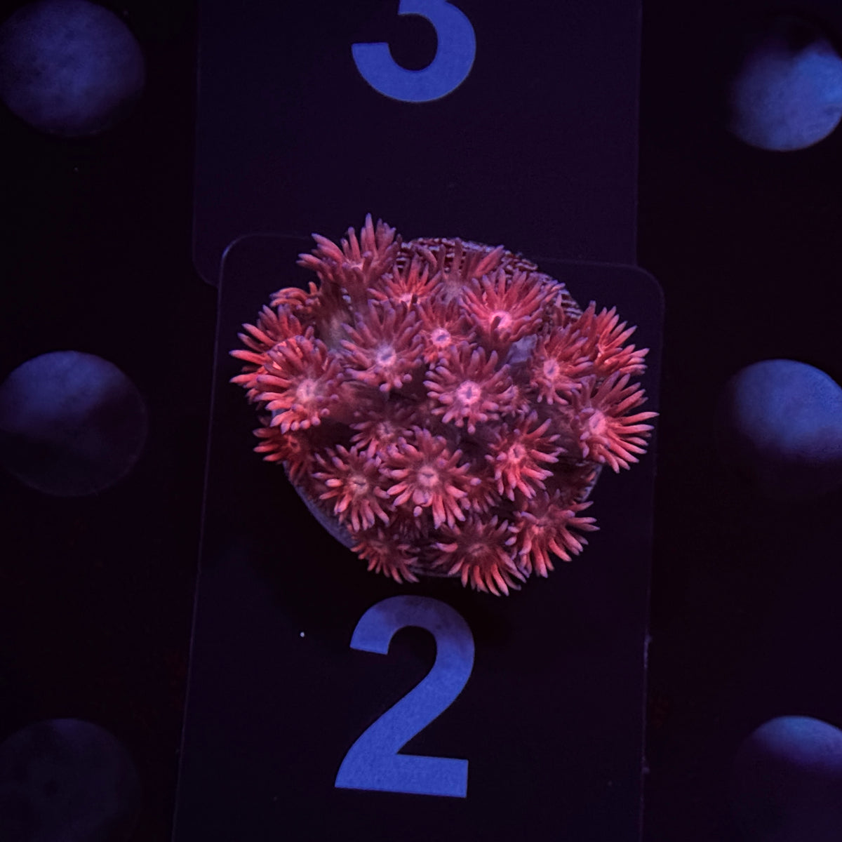 Pink Panther Goniopora