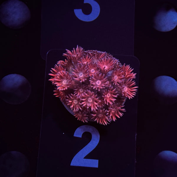 Pink Panther Goniopora