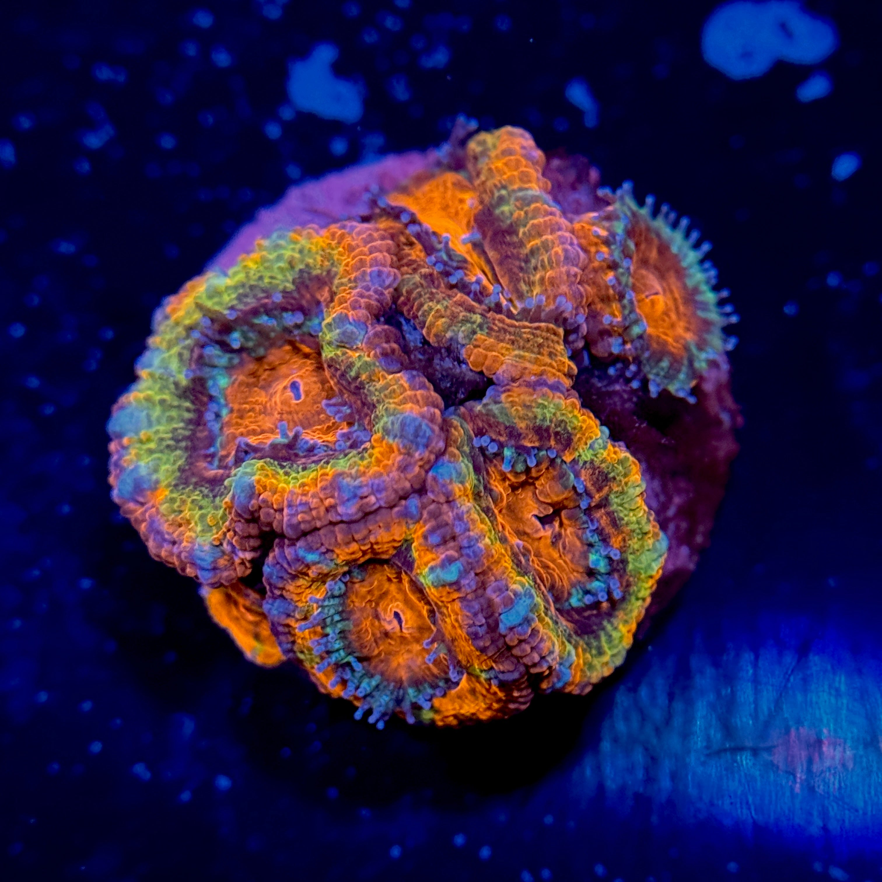 Rainbow Acan Lord Chunk