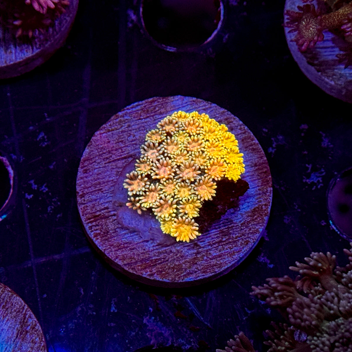 Ultra Rainbow Goniopora
