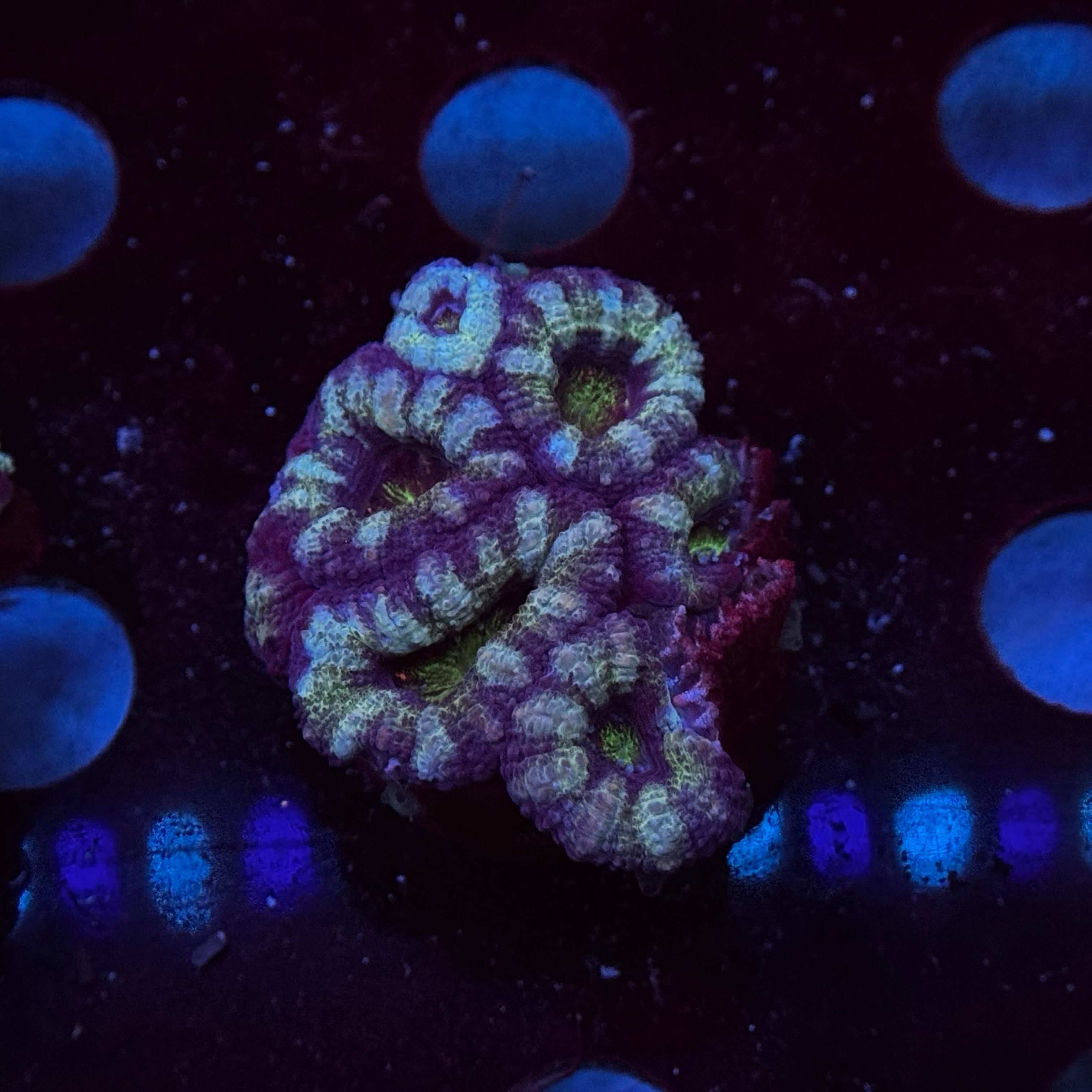 Blue/Green Acan Lord