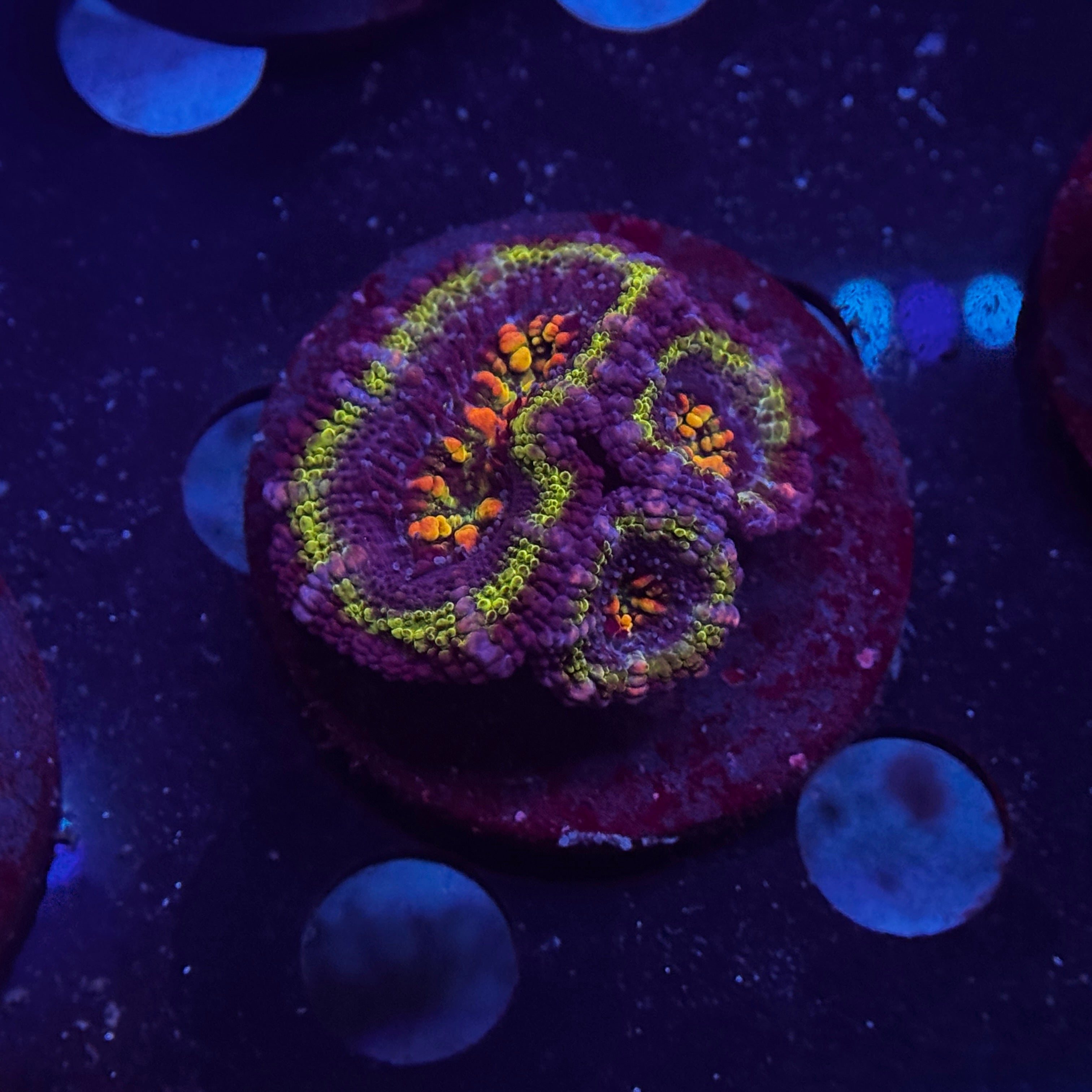 Rainbow Acan Lord