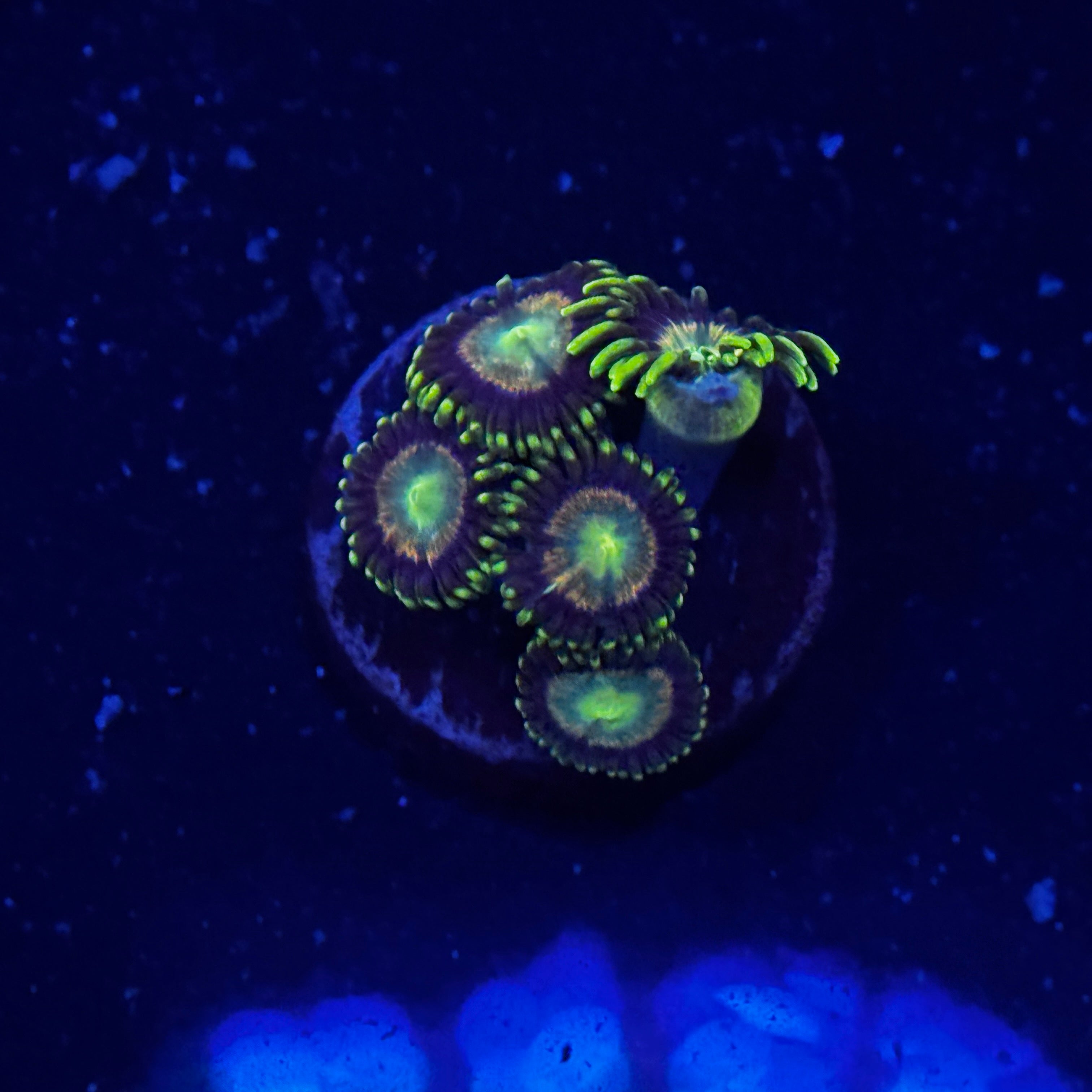 Red Ring Radioactive Dragon Eye Zoanthids