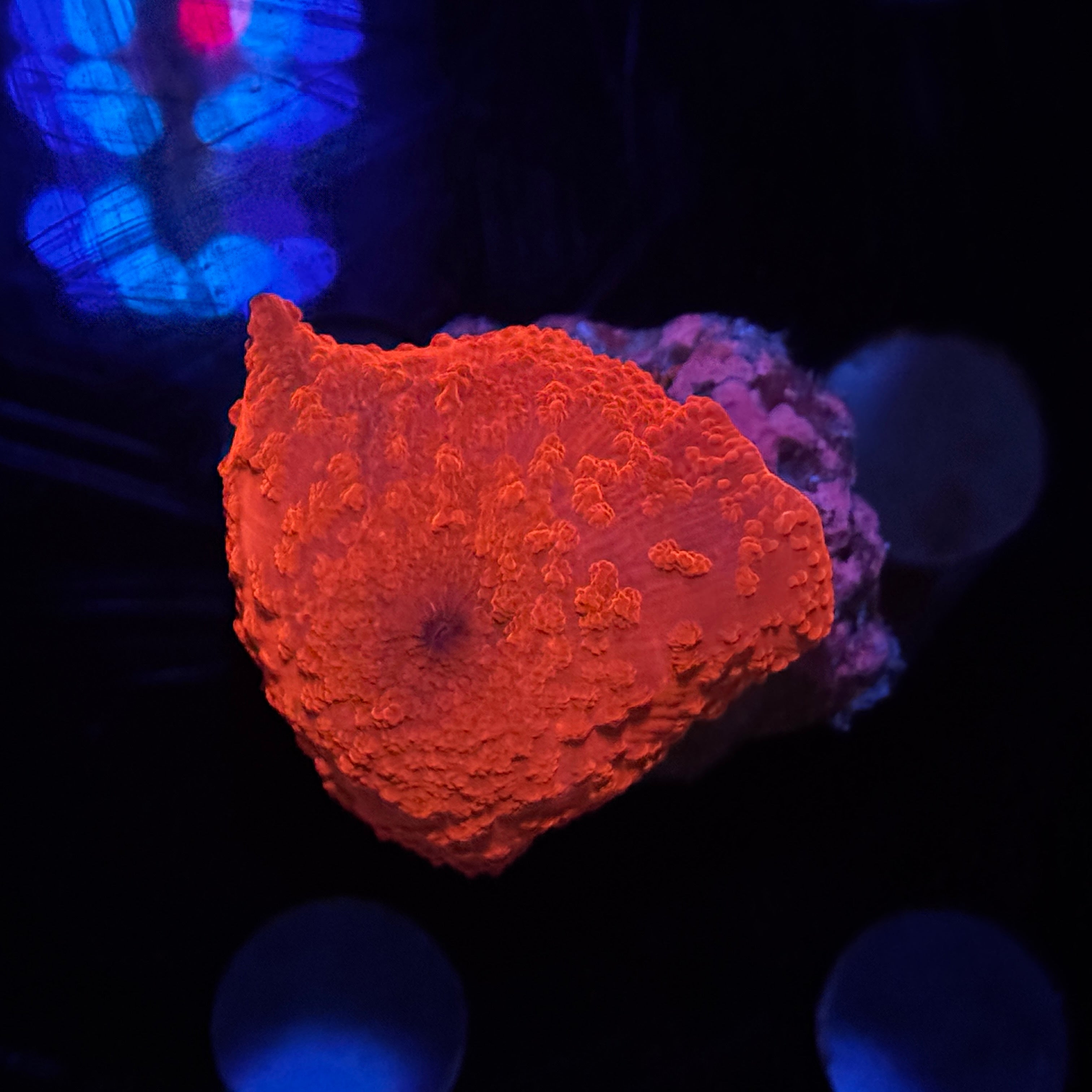 Neon Orange Discosoma