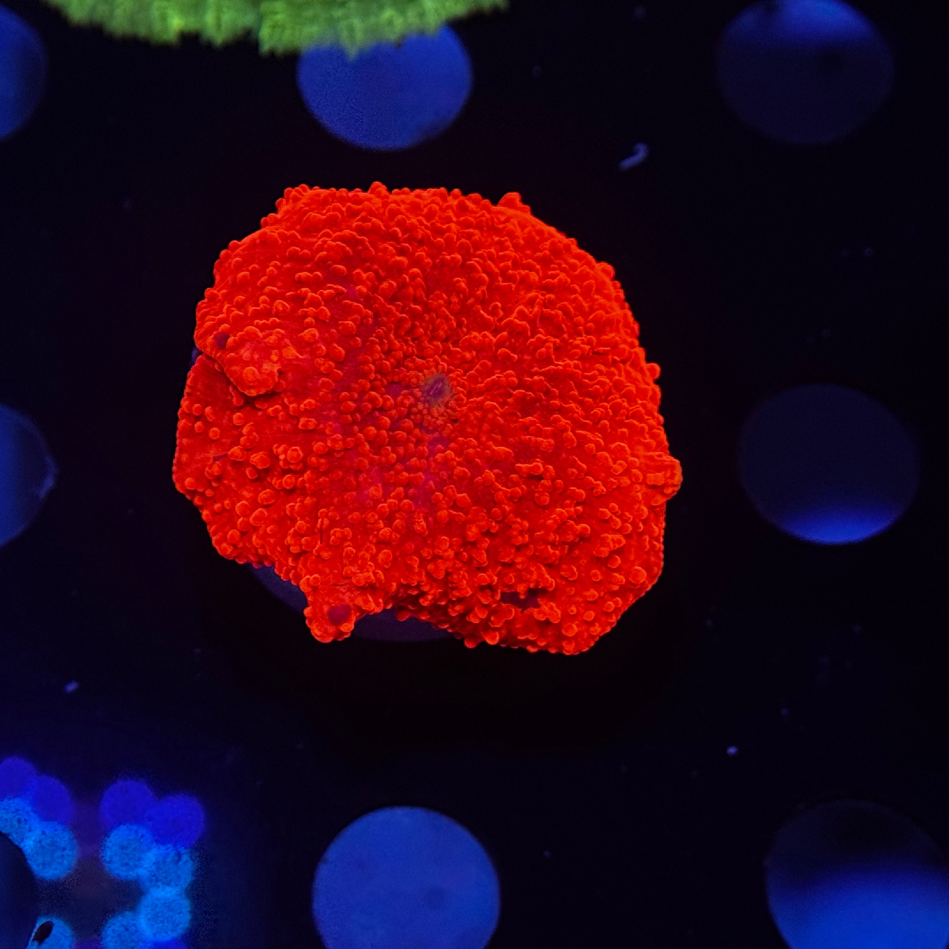 Neon Orange Speckled Mushroom