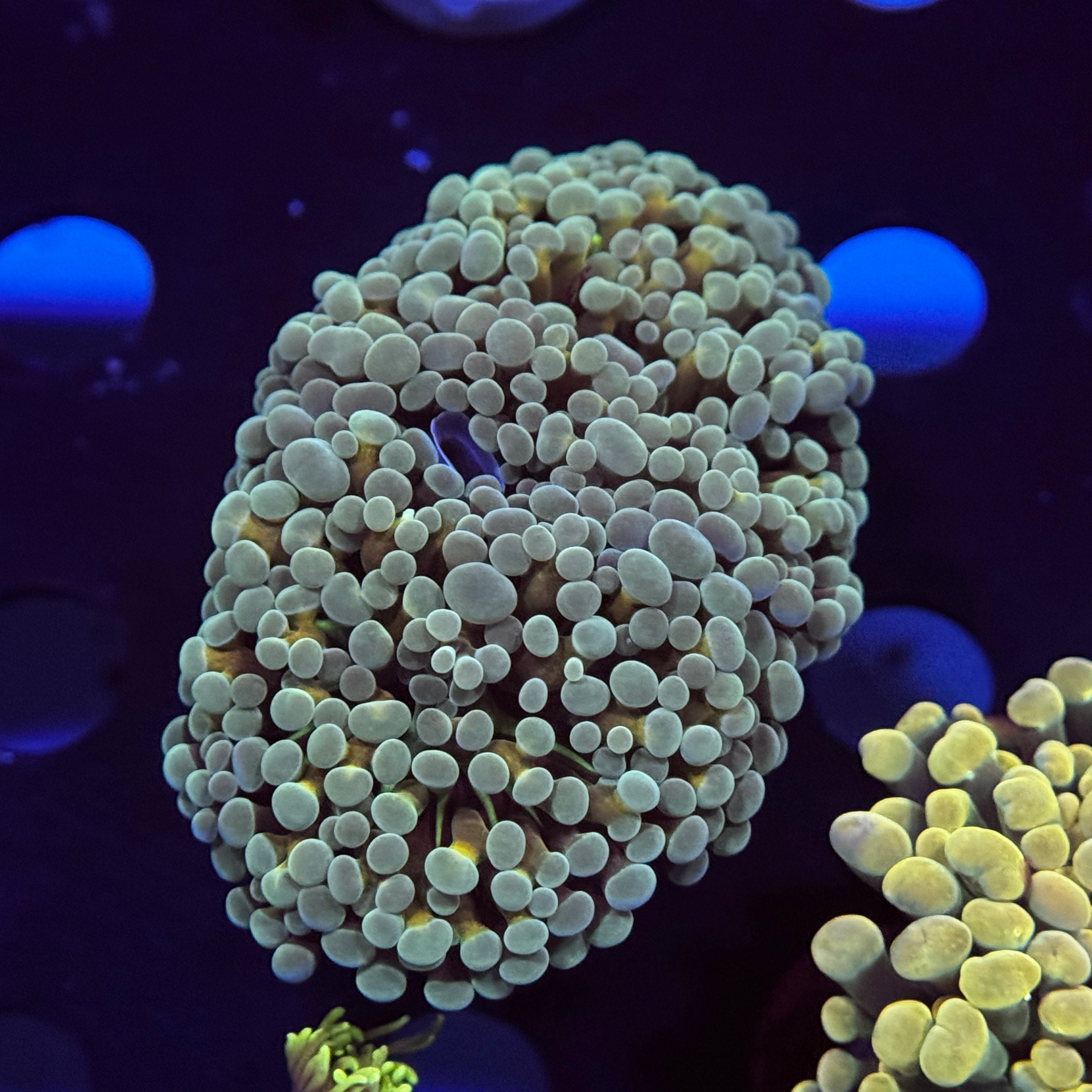 Yellow Stem Teal Hammer