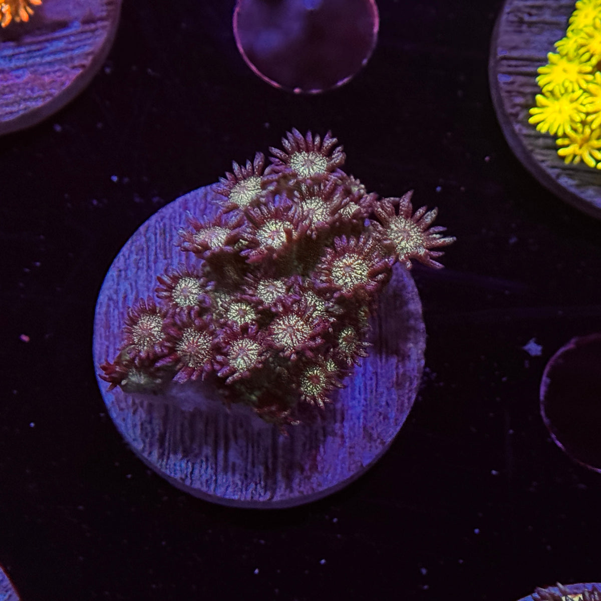 Glitter Goniopora