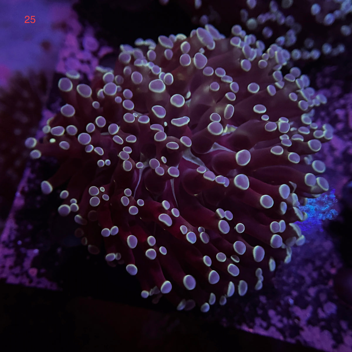 Australian Kingspawn <br> (Show Piece) 👑