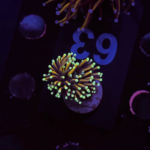 Neon Tip Gold Torch