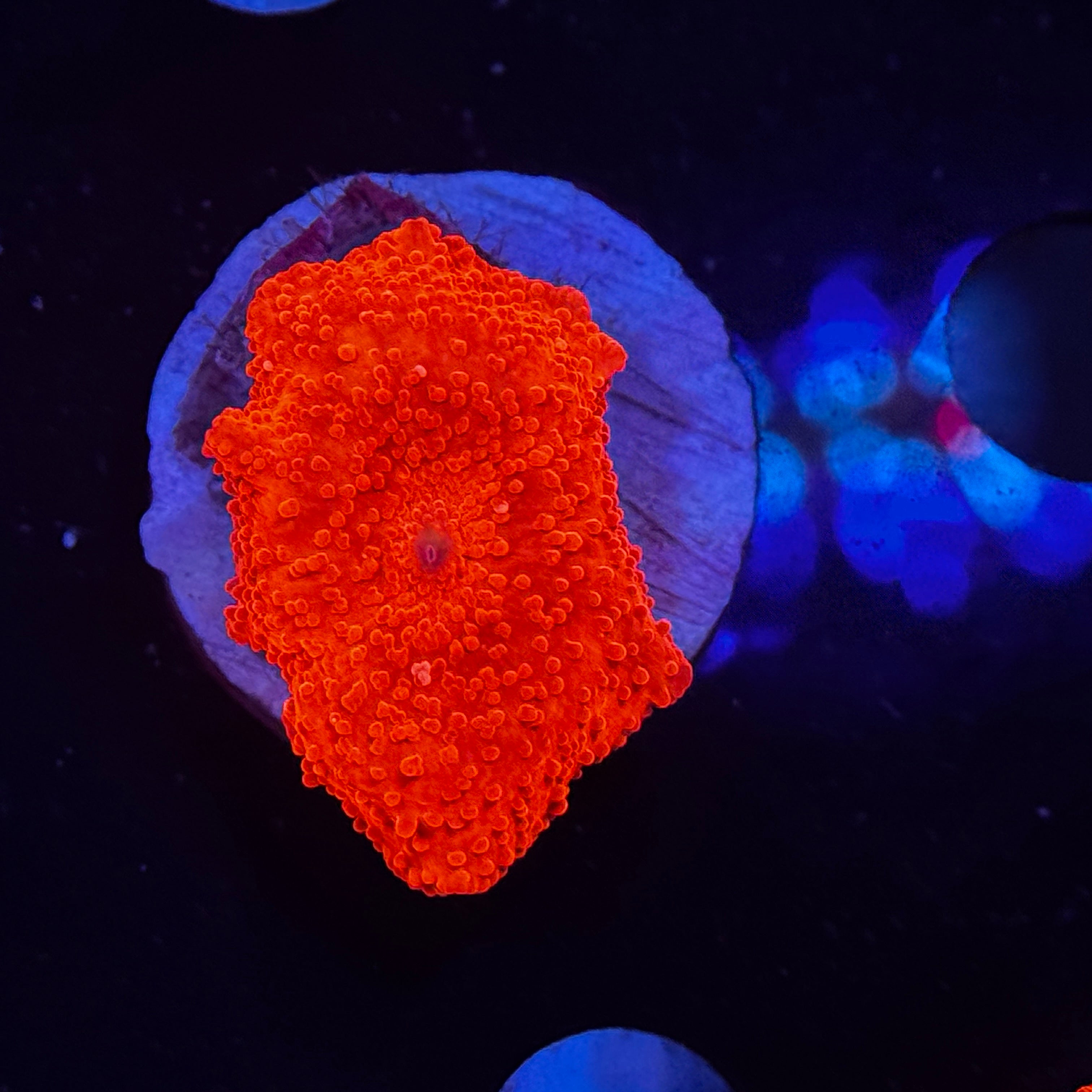 Neon Orange Discosoma Mushroom