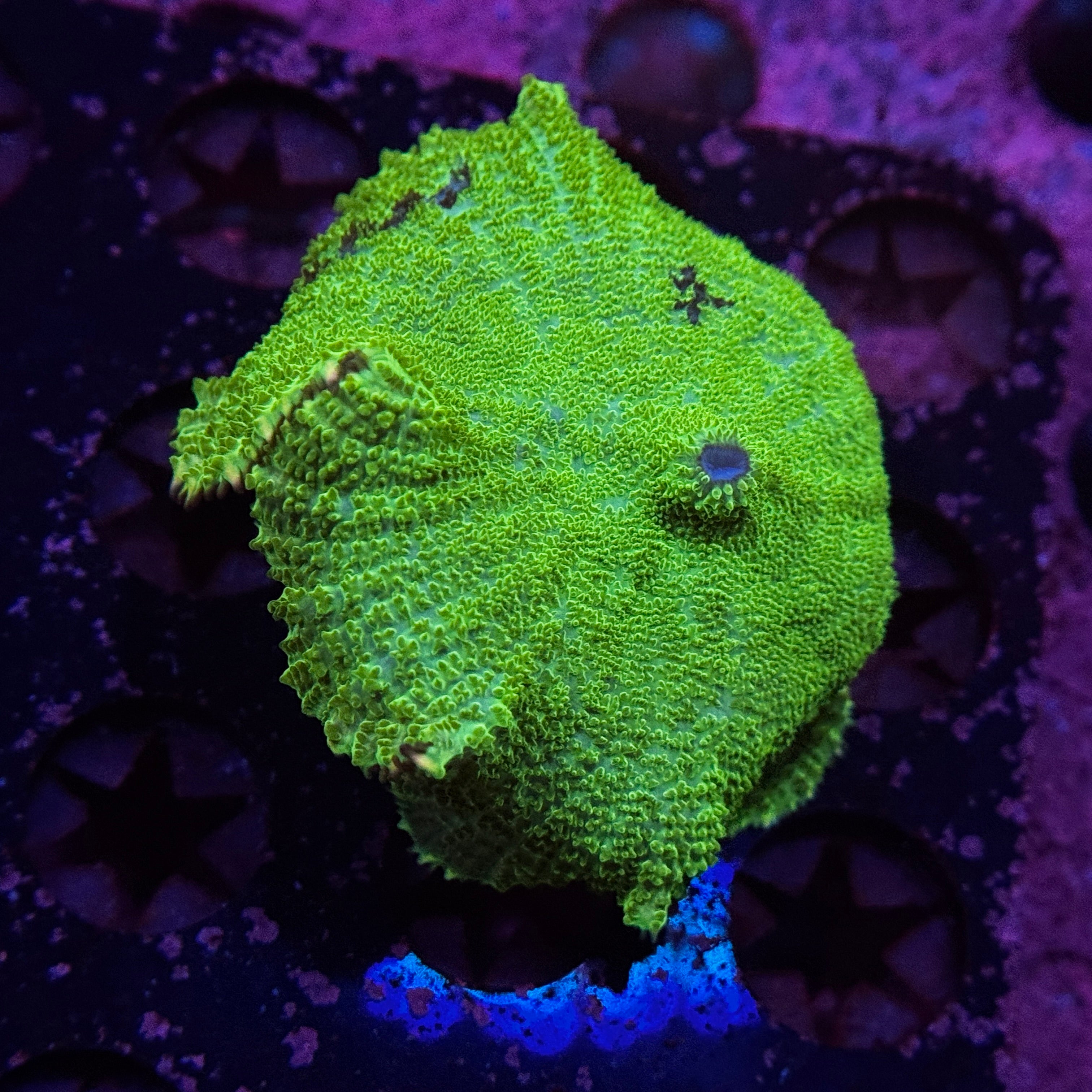Kryptonite Rhodactus Mushroom